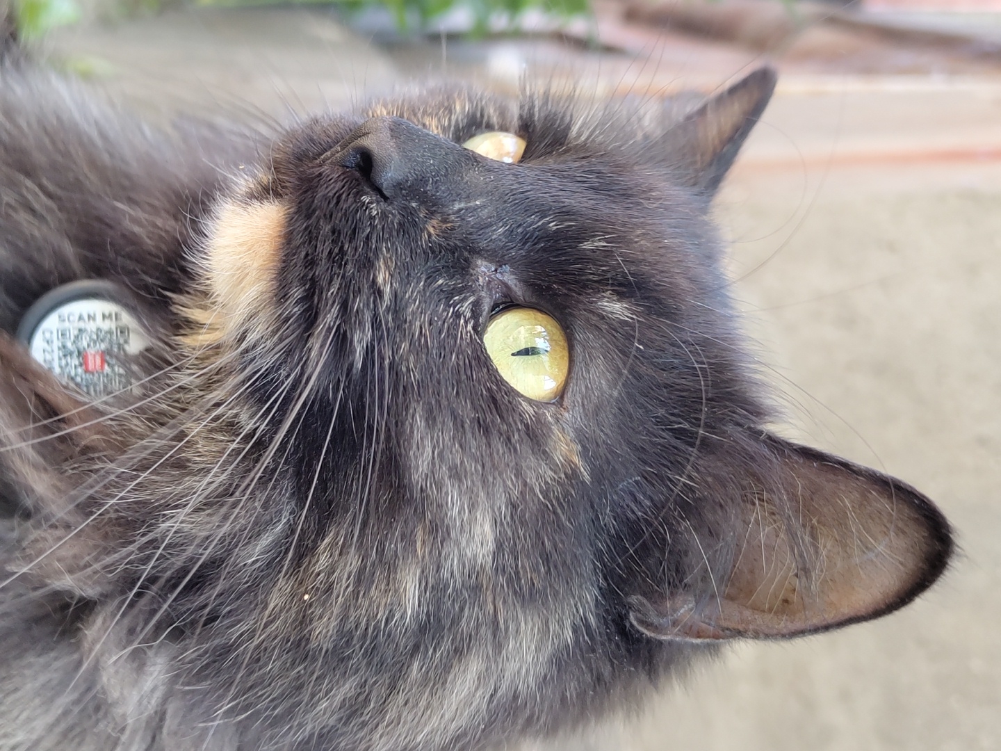 A medium shot captures the profile of a tortoiseshell cat with striking yellow-green eyes. The cat's fur is a mix of dark gray, black, and hints of reddish-brown, with longer, fluffier fur around its neck. Its ears are pointed and perked upwards, and delicate whiskers extend from its muzzle. Around its neck, the cat wears a circular tag with a QR code and the text "SCAN ME" and "CP239". The background is blurred, showing a textured, light-colored wall and some greenery. The image is taken outdoors, likely in an urban setting given the presence of a building wall. The lighting suggests it is daytime.