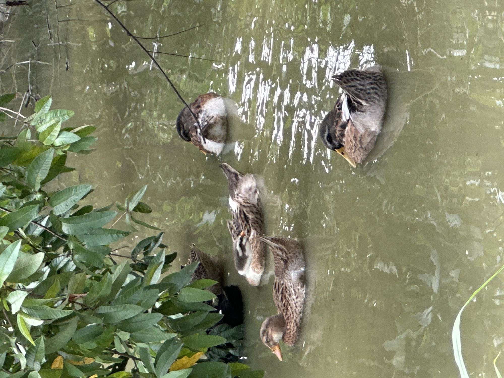 The image displays a tranquil scene of several ducks in murky green-brown water, likely a pond or canal, within Ngọc Đường Commune, Vietnam. At least five ducks are visible, occupying different parts of the water body.
On the left side of the frame, lush green foliage from a bush or tree extends over the water, providing a natural backdrop. Thin, dark branches also reach into the water from above the foliage.
The ducks are engaged in typical waterfowl activities. One duck in the bottom right and another closer to the top left have their heads partially or fully submerged, indicating they are dabbling or foraging for food beneath the surface. Another duck towards the top right appears to be resting or preening, with its head tucked back into its feathers. A similar posture is adopted by a duck near the upper-left side. The water surface exhibits ripples and reflections of light, suggesting movement and ambient daytime lighting, possibly under an overcast sky or during softer light hours. The ducks' feathers are a mix of mottled browns, grays, and whites, common for species like mallards or domestic ducks. No visible text is present in the image.