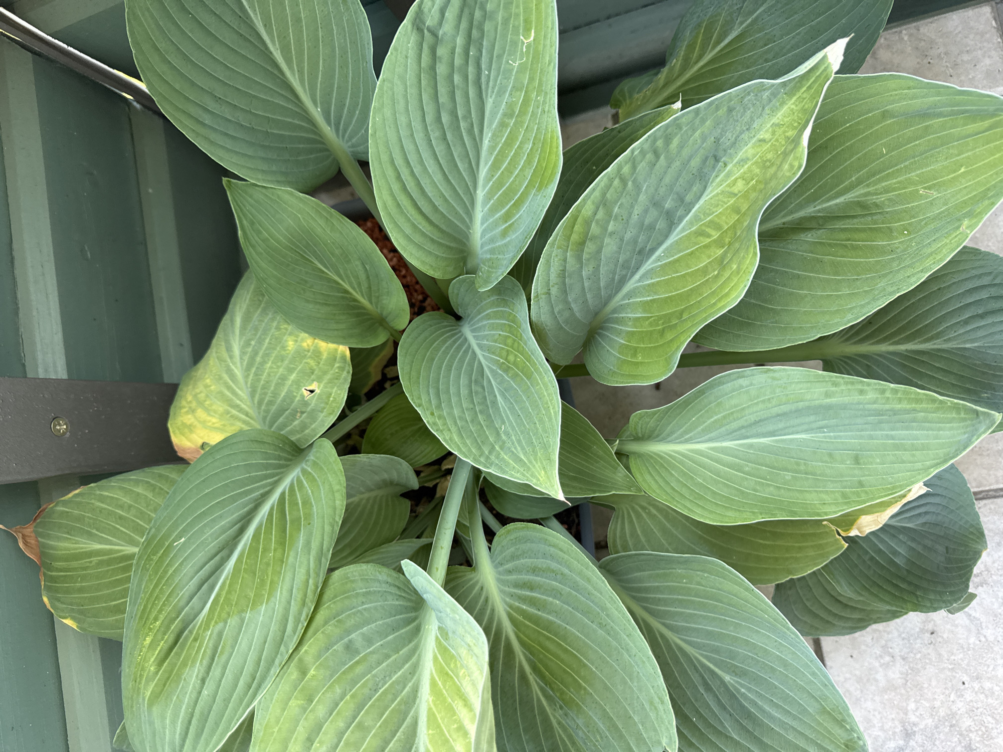 A close-up, overhead shot captures a cluster of large, green hosta leaves. The leaves are broad with prominent parallel veins, and some exhibit subtle yellowing or lighter green patches. A dark, vertical support beam is visible at the top of the frame, and a hint of a green, slatted structure forms the background. The lower portion of the image shows a light-colored, textured surface, possibly pavement or tile. The scene is devoid of any people or animals, and no actions are depicted. This image could have been taken in a garden or patio area in Höhenkirchen-Siegertsbrunn, Germany, given the commonality of hosta plants and outdoor structures.