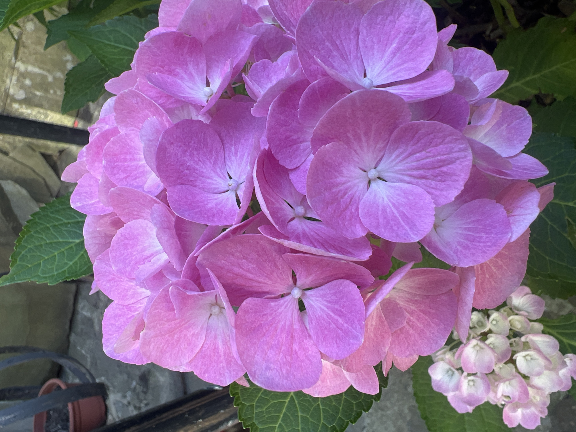 A close-up, eye-level shot features a cluster of pink hydrangeas in the foreground. The petals are broad and slightly ruffled, with a lighter shade towards the center of each flower. The flowers are densely packed, creating a soft, rounded mass of color. In the background, blurred green leaves are visible, interspersed with darker shadows. To the left of the hydrangeas, a small pot with dark soil sits on a grey, textured surface, possibly a stone pathway. A dark, curved metal railing is also partially visible in the upper left portion of the image. The overall lighting suggests an outdoor setting, likely in daylight. There is no indication of the specific location within the city of Yaremche, Ukraine, as the image focuses solely on the floral subject and its immediate surroundings.