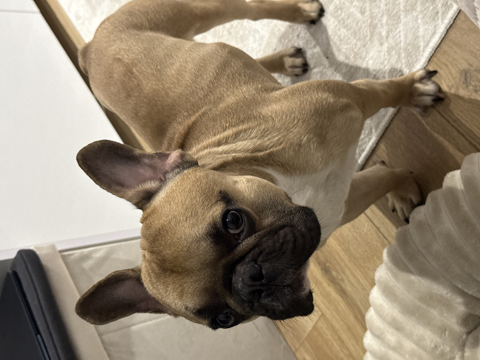A fawn-colored French bulldog stands on a wooden floor next to a cream-colored rug. The dog is facing the camera, with its head tilted slightly to the left. Its ears are large and erect, and its eyes are dark and round. A white patch of fur extends from its chest up to its neck. The background is blurred, but appears to be an indoor setting with a piece of furniture to the left. The scene is devoid of any elements that would suggest a specific location in Burgas, Bulgaria.