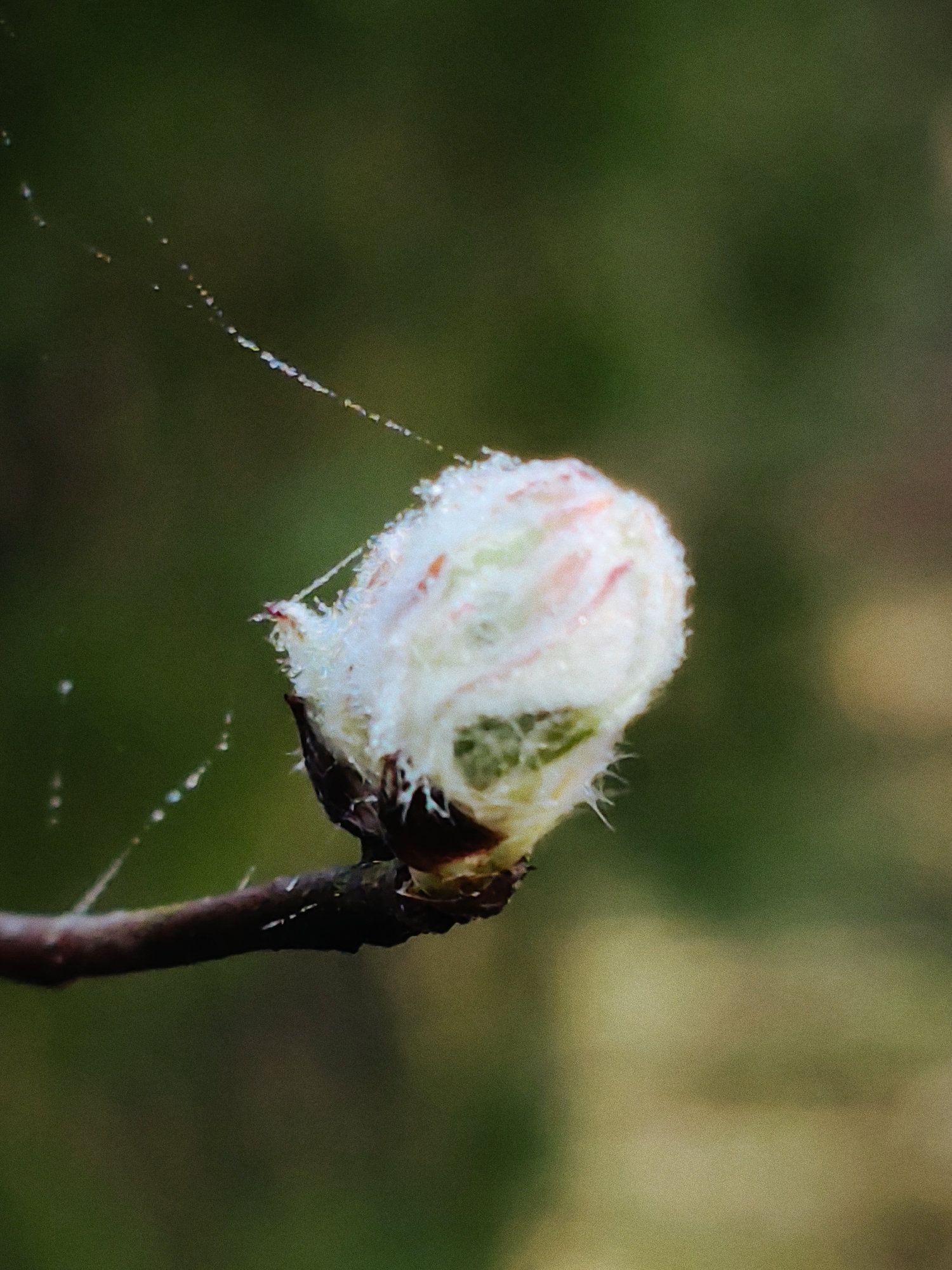 A close-up macro photograph captures a plant bud, likely an early spring blossom such as apple or cherry, in Kratovo, Russia. The bud is the central and sharpest subject, predominantly white and covered in a fine, soft fuzz, with delicate hints of pale pink and light green peeking through its surface. Numerous tiny water droplets glisten on the fuzzy exterior, suggesting dew or recent rain.
The bud is attached to a dark, slender branch that enters the frame from the left and extends diagonally upwards, providing a stable base for the emerging growth. Across the upper left quadrant of the image, several extremely fine strands, resembling spider silk or gossamer, are visible. These strands are also adorned with small, reflective water droplets, catching the light and creating a sparkling effect as they stretch from an unseen point to connect with the bud.
The background is softly blurred (bokeh), consisting of various muted shades of dark green and some warmer, lighter brown-yellow tones, indicating distant foliage or a natural outdoor setting. The shallow depth of field isolates the bud, making it the sole point of interest. The presence of dew suggests an early morning capture. There is no visible text in the image.