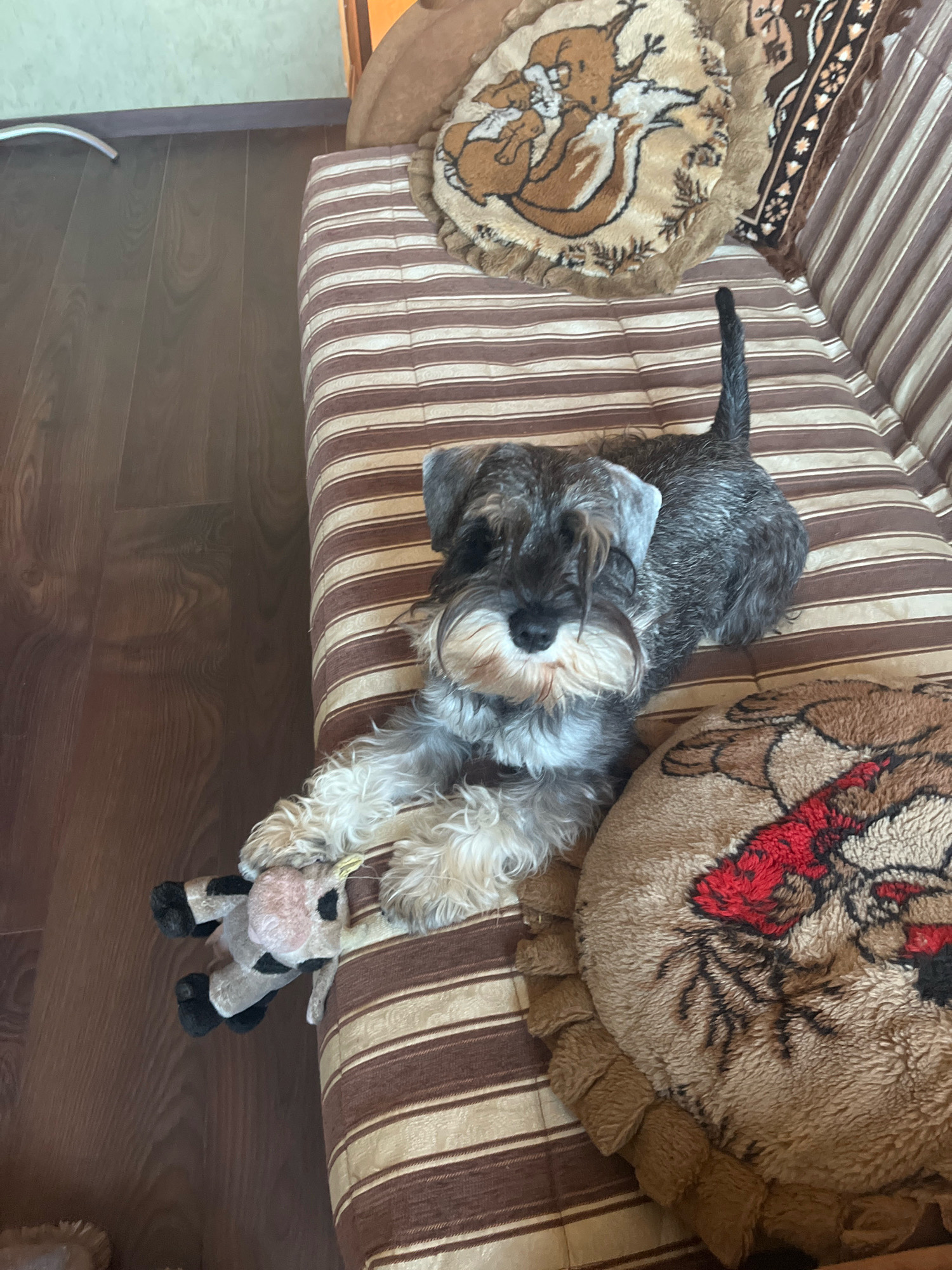 A grey and white Miniature Schnauzer dog lies on a striped couch with a plush toy cow in its paws. The dog's fur is disheveled, and its eyes are looking forward. The couch has brown and beige stripes and is covered with decorative pillows, one of which features a brown animal design. The floor next to the couch is made of dark brown wood. The image appears to be taken indoors, likely in a residential setting in Vladimirovka, Russia.