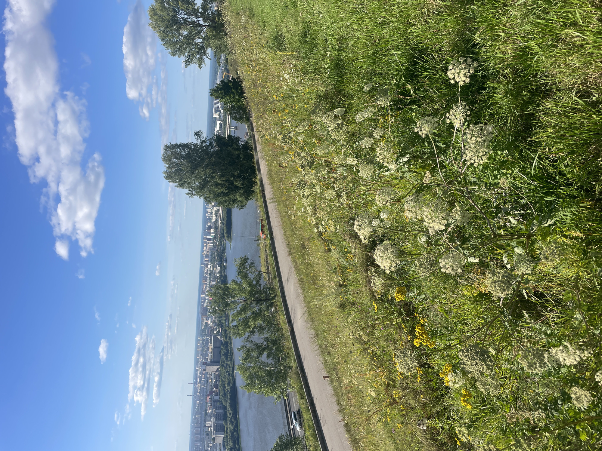 This is a photograph taken from a high vantage point overlooking the city of Nizhny Novgorod, Russia. In the foreground, a grassy slope is covered with abundant wildflowers, including clusters of white Queen Anne's Lace and yellow flowers. A paved road curves along the side of the slope, with a gray concrete barrier separating it from the vegetation. A white car is visible driving on the road.
Beyond the road, a wide river flows, and on the opposite bank, a densely populated urban landscape stretches out. Numerous buildings of various sizes and architectural styles form the city skyline, punctuated by tall structures like industrial chimneys and apartment blocks. Trees line the riverbank and are scattered throughout the city. In the distance, a bridge spans the river, further connecting the two sides of the urban area. The sky is a clear blue, with scattered white clouds. The overall impression is of a sunny day, offering a panoramic view of the city and its natural surroundings.