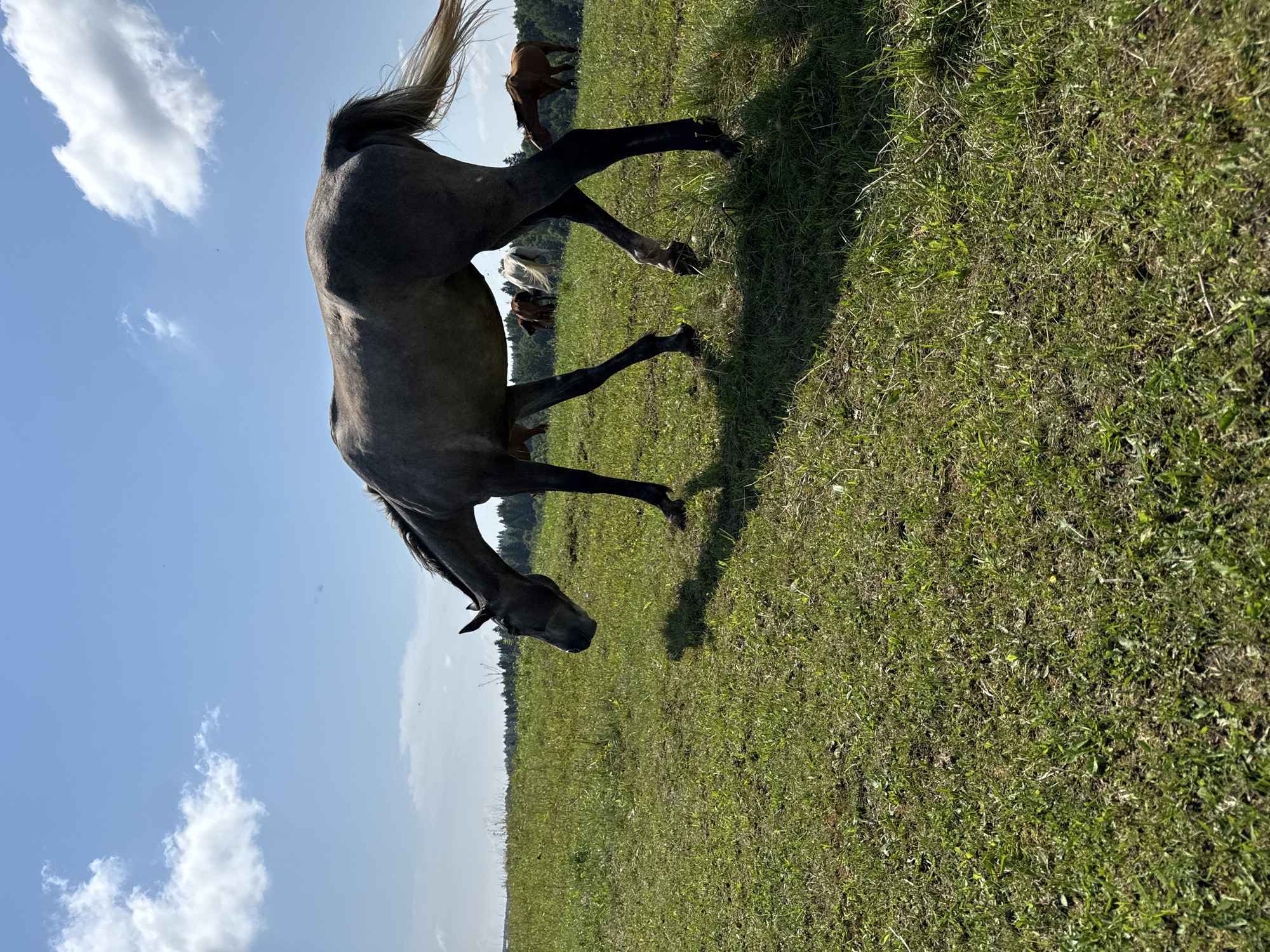 The image depicts a bucolic scene in a grassy field, likely in or near the village of Galinė, Lithuania. A group of horses are grazing in the sunlit field under a bright blue sky dotted with fluffy white clouds. The foreground is dominated by lush green grass, with the prominent subject being a light gray horse in the center, its head lowered as if to eat. Its tail is flowing in the breeze. In the background, several other horses, varying in color from brown to white, are scattered across the undulating terrain. A line of trees forms a dark backdrop along the horizon, suggesting the edge of a forest. The overall atmosphere is peaceful and rural, capturing a moment of tranquil activity in a natural setting.