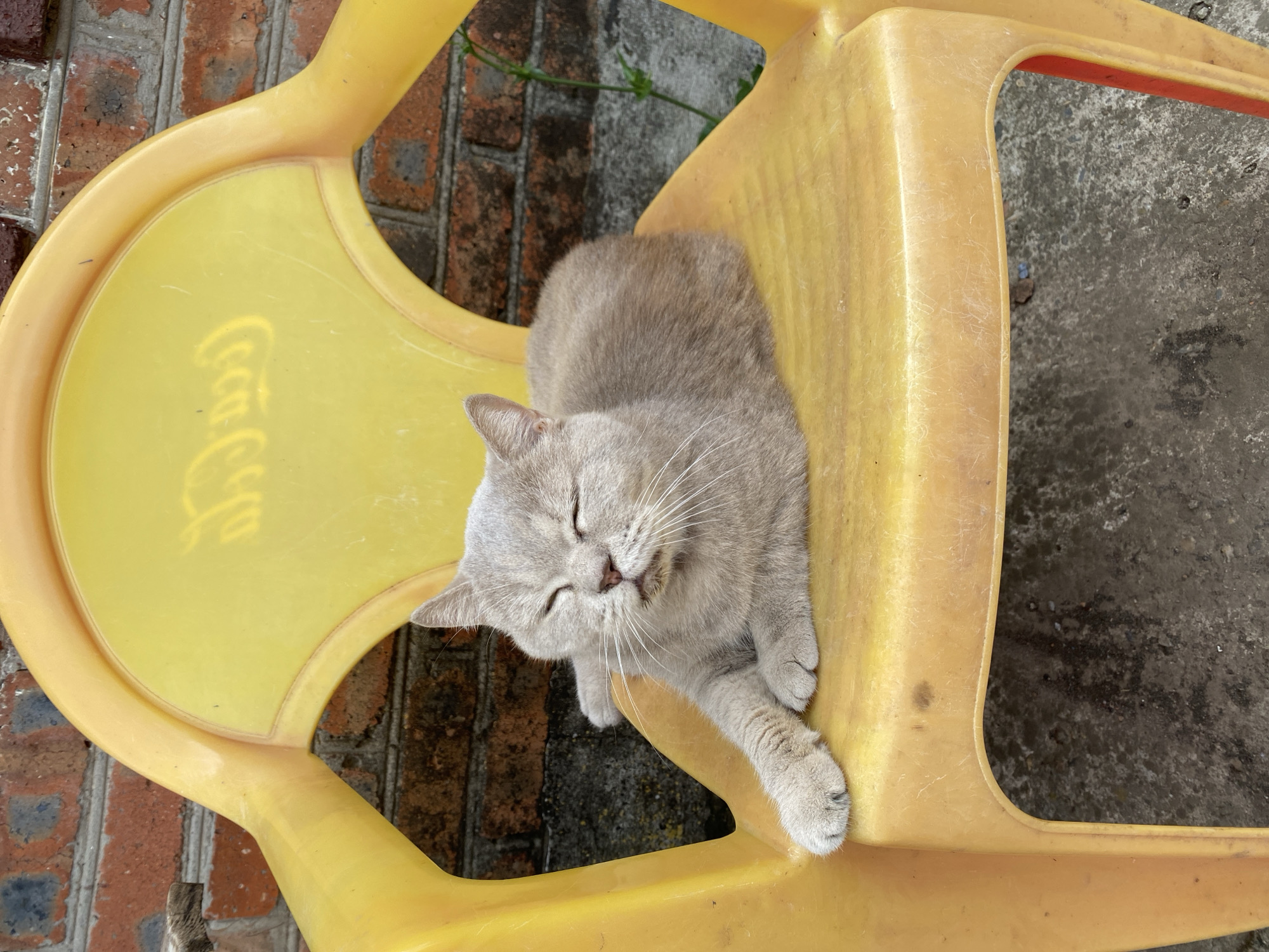 A light grey cat with its eyes closed is resting on a yellow plastic chair. The chair has the Coca-Cola logo embossed on its backrest. The background consists of a brick wall. The scene appears to be outdoors, possibly in a yard or alleyway, based on the rough ground and the presence of weeds. The lighting suggests it is daytime. There are no people visible in the image.
