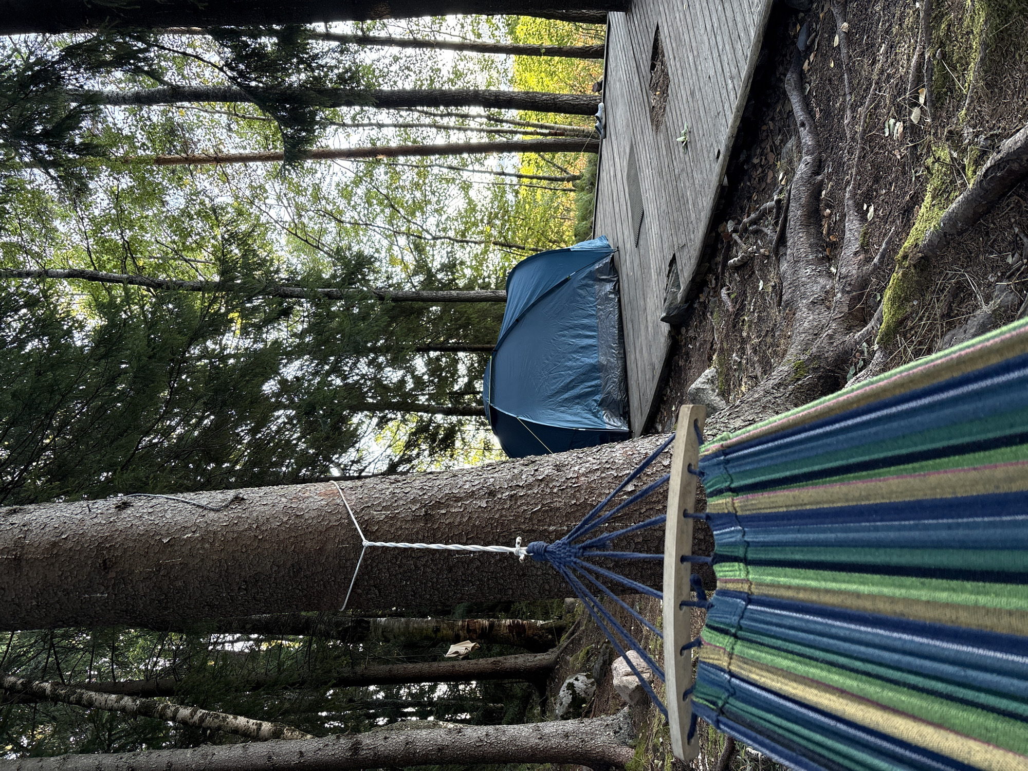 This image depicts a campsite in Rautalakhti, Russia, nestled within a forest. In the foreground, a colorful hammock made of blue, green, and yellow stripes hangs from a thick tree trunk. The hammock is suspended by thick ropes attached to the tree. To the right, a blue tent is set up on a wooden platform, which extends into the forest. The platform appears weathered and has some gaps. The surrounding environment is a dense forest with tall trees, some of which have visible roots on the ground. The ground is covered in dirt, fallen leaves, and moss. The lighting suggests it is daytime, with sunlight filtering through the trees. There are no people visible in the image.