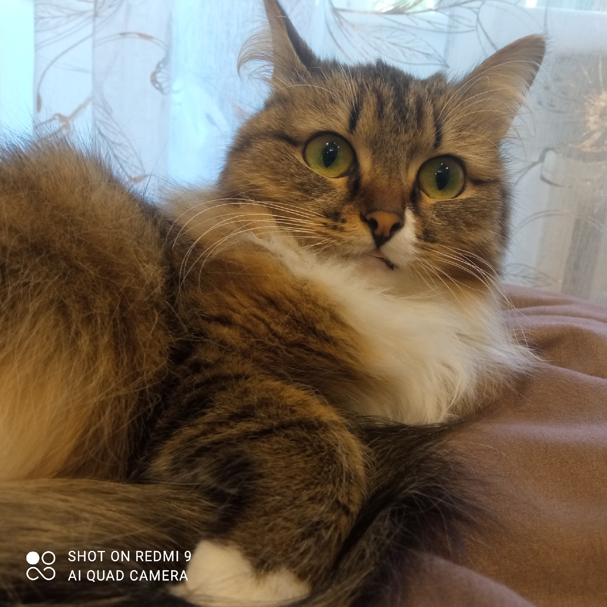 A fluffy, brown and white cat with green eyes is lying on a brown surface, possibly a bed. The cat is facing the camera. In the background, there is a window covered with sheer white curtains with a floral pattern. The text "SHOT ON REDMI 9 AI QUAD CAMERA" is visible in the bottom left corner. There is no specific information in the image to indicate the city of Chaikovsky, Russia.