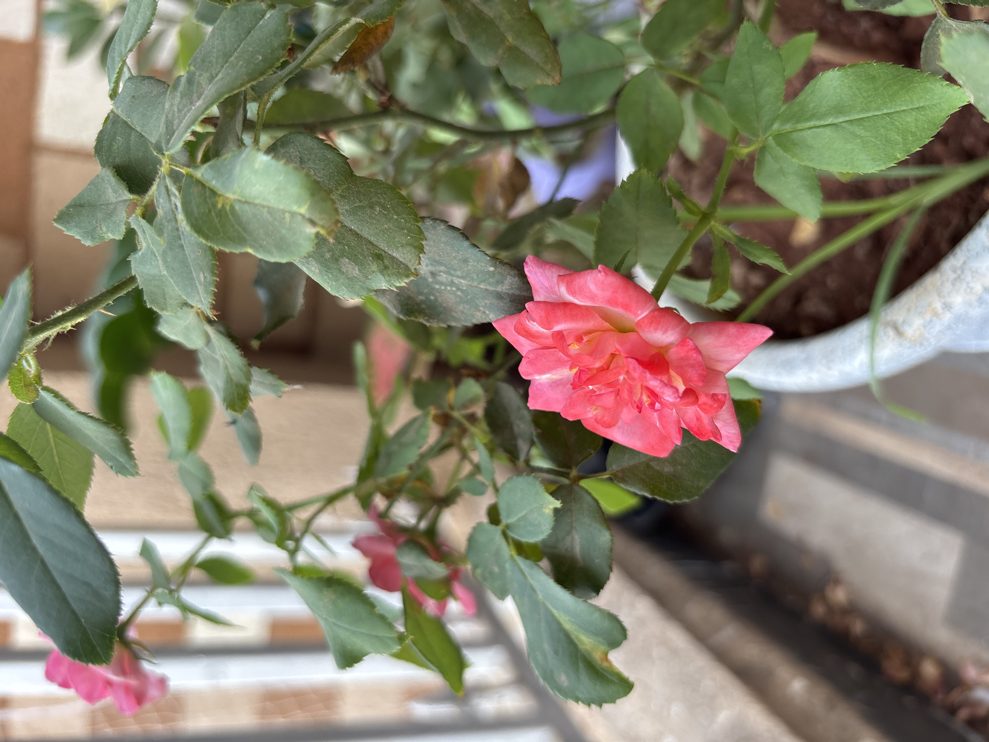 A close-up shot, likely taken in Ambernath, India, features a rose bush in a pot. The rose is in bloom, displaying pink petals. The plant also has green leaves. The plant is in a pot. The scene includes a part of a building structure in the background.