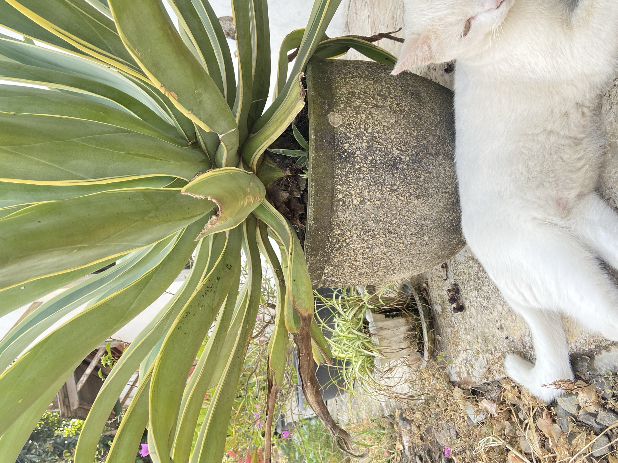 In Margorejo, Indonesia, a white cat is resting on a stone ground near a large potted plant with broad green and yellow leaves. The plant is in a textured, gray pot. To the left of the large plant, a smaller potted plant with thin, grass-like leaves is visible. The environment appears to be an outdoor setting with dry leaves and small stones scattered on the ground. The cat is lying down, with its head turned to the right, and its tail curled. Sunlight illuminates the scene.