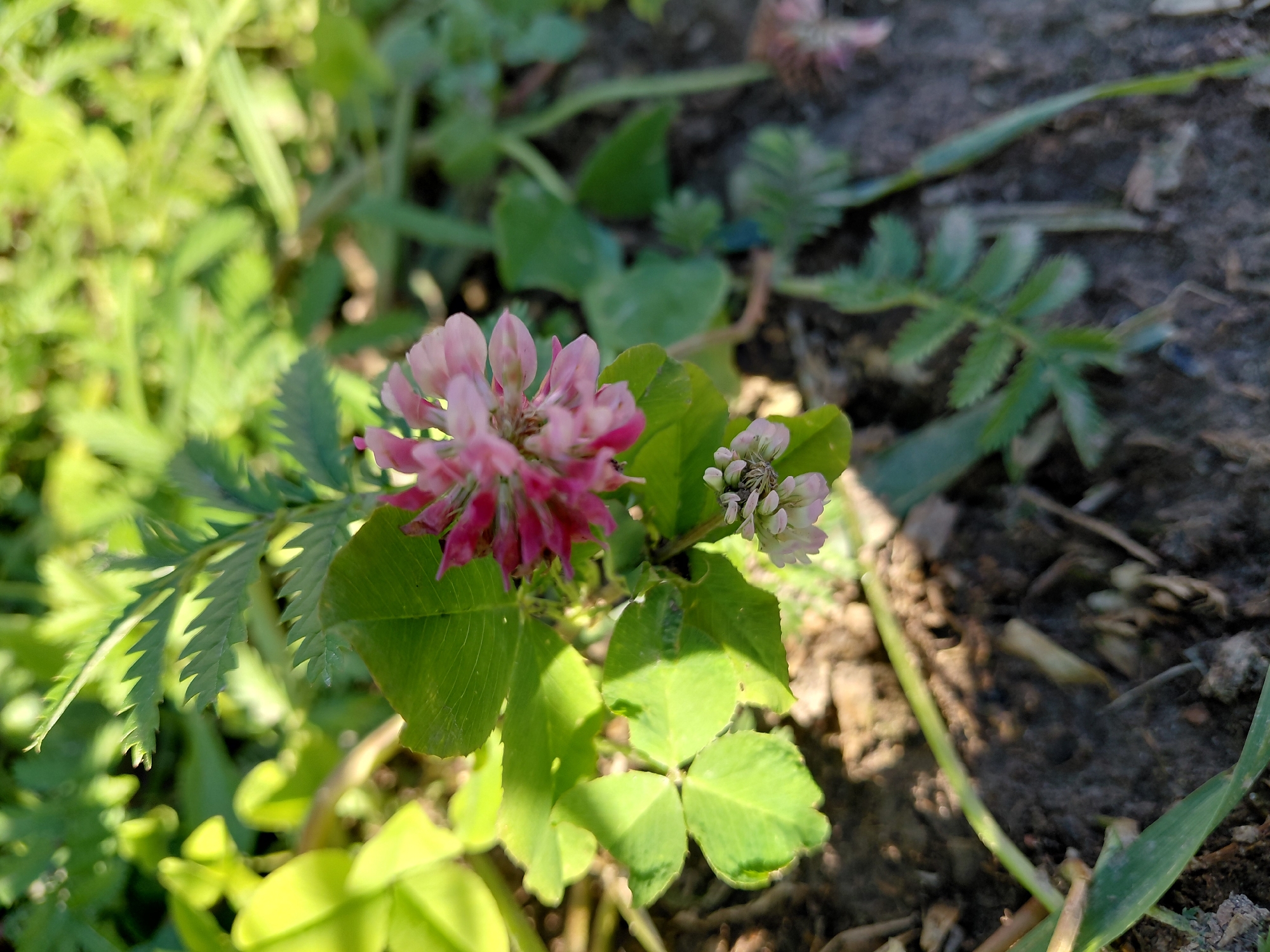 In Malinovka, Russia, a close-up, eye-level shot focuses on a small pink clover flower and its leaves. The clover bloom, a cluster of delicate pink petals, is situated slightly off-center to the right. To its left, clover leaves with their distinctive three-lobed shape are visible, some illuminated by sunlight. A second, smaller clover bloom, with pale pink and white petals, is positioned below the main flower. The background is a soft blur of green foliage and dark soil, suggesting an outdoor garden or natural setting. The lighting is bright and natural, casting shadows on the ground and highlighting the textures of the plants.