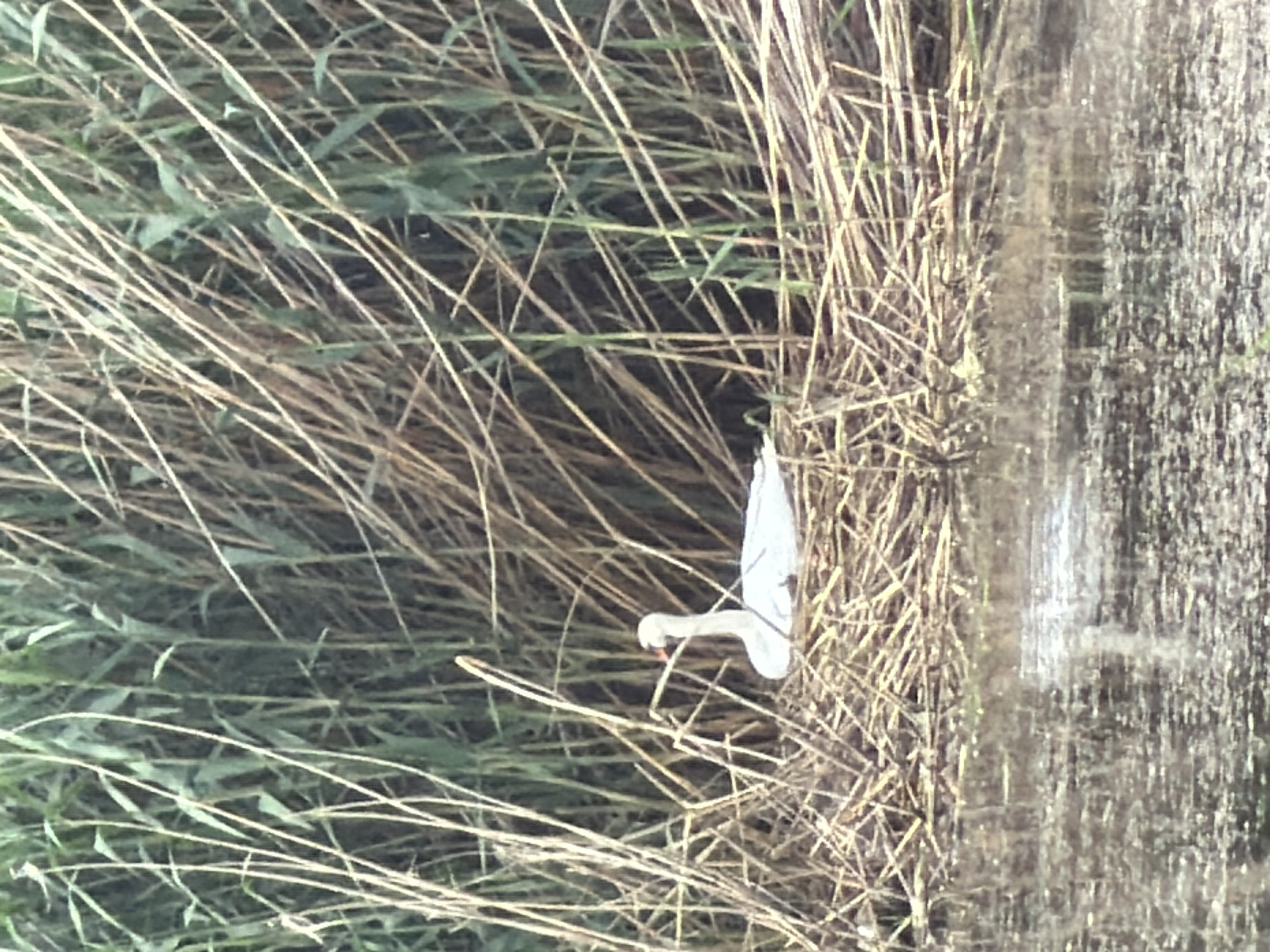 The image depicts a white swan partially obscured by tall, dry reeds and reeds reflected in water. The scene, though location details are impossible to be determined, could be anywhere but Leningradskaya, Russia. The focus is primarily on the swan as it blends in with the surrounding natural environment.