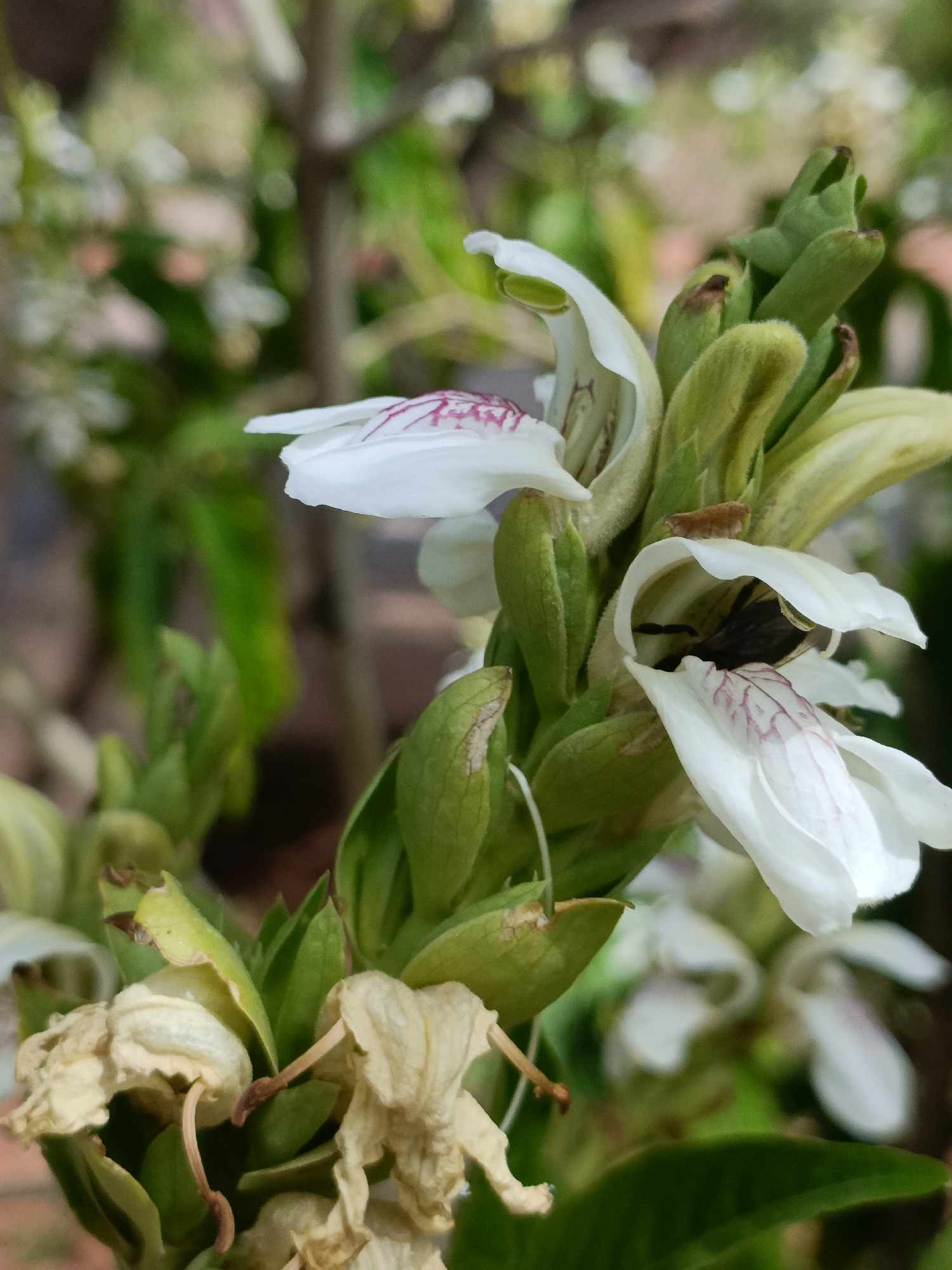 A close-up captures a cluster of white flowers with purple striations. Some flowers are in full bloom, while others are withered and brown. A bee is partially visible inside one of the open blossoms. Green foliage surrounds the flowers, and an out-of-focus background suggests an outdoor setting. Location details are not provided.