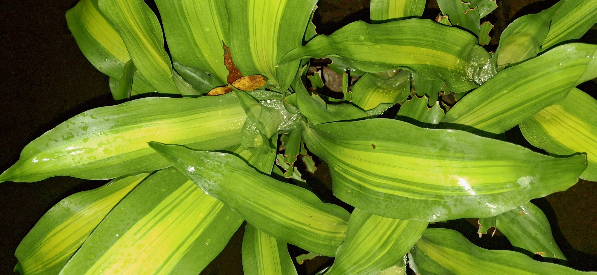 The image shows a close-up, overhead view of a plant with long, green and yellow striped leaves. The leaves are wet, with visible water droplets on their surface, suggesting recent watering or rain. Some leaves appear to have small, brown, dry spots or insect damage along their edges, and there is a single brown, dried leaf visible in the center of the plant. The background is dark and out of focus, providing no discernible environmental context. The image is taken in Vallecito, Venezuela.