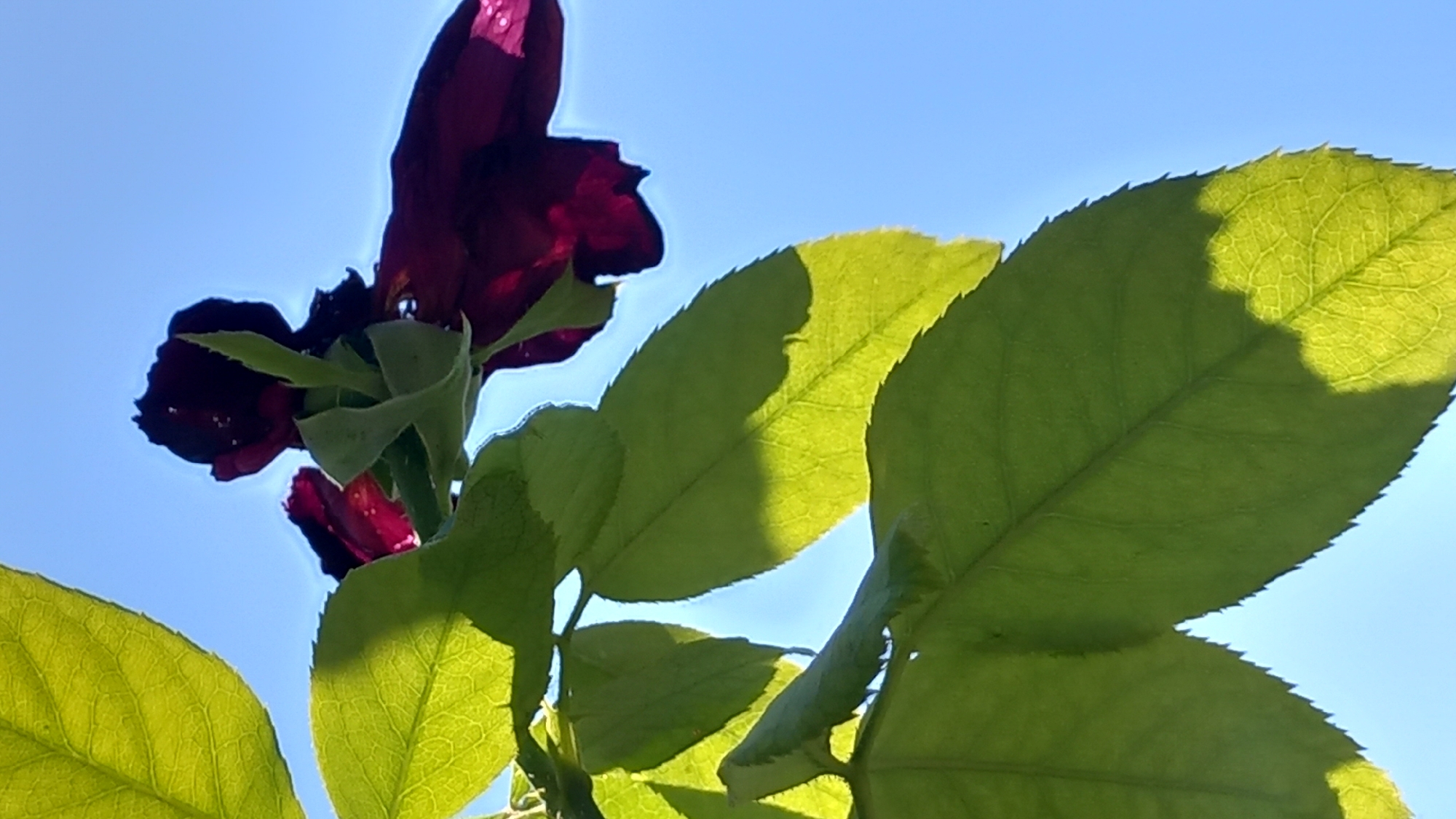 The image shows a close-up view of dark red rose petals and green leaves against a bright blue sky. The petals are wilted and slightly crumpled, with some appearing to be dried. The leaves are vibrant green and translucent, with visible veins. Sunlight filters through the leaves, casting shadows. The scene is likely an outdoor environment, possibly a garden or park in Άγιος Νεκτάριος, Greece. No people or other objects are visible in the frame.