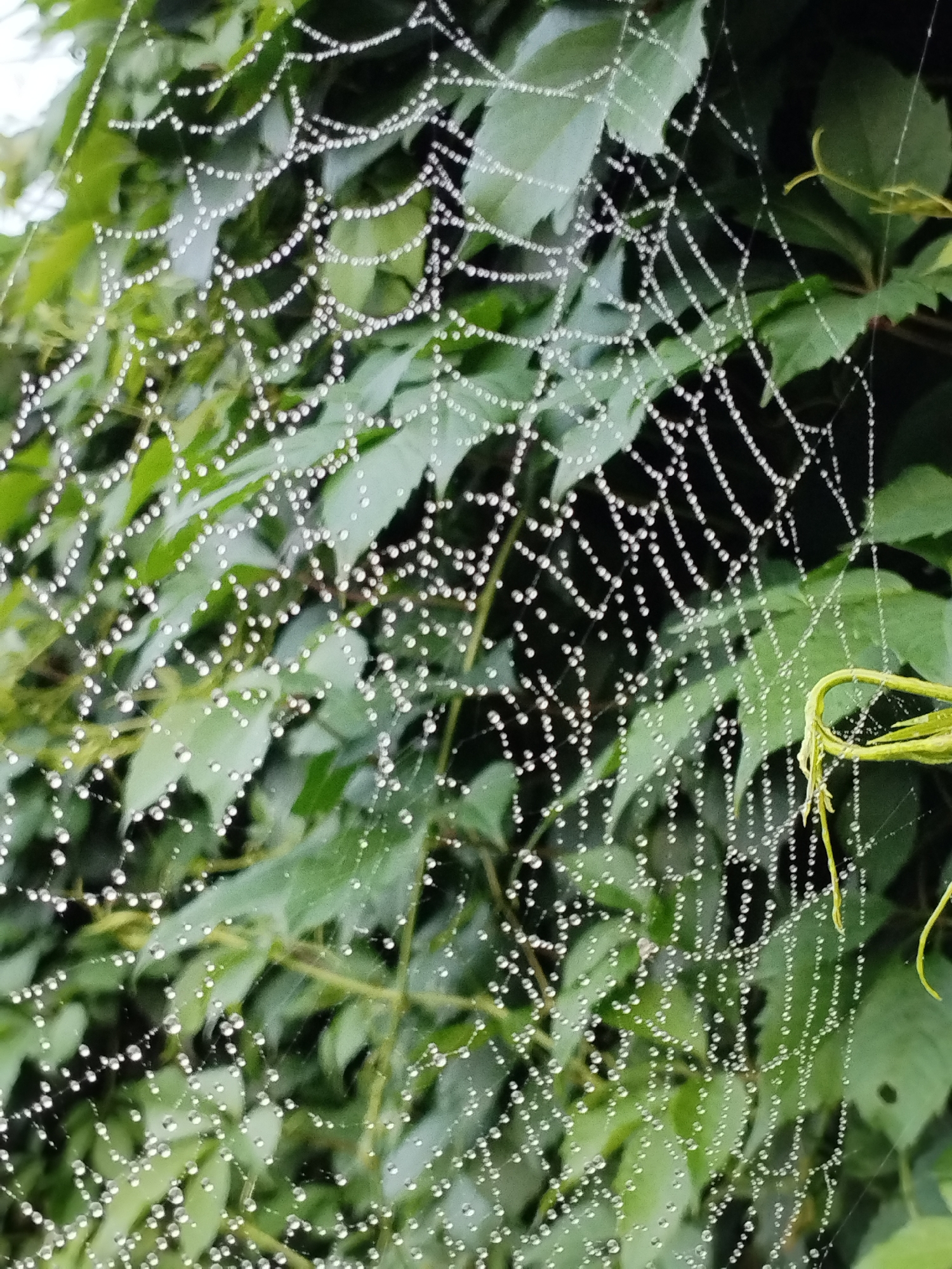 A close-up, vertical shot captures a dew-covered spiderweb strung between lush green leaves. The web, adorned with numerous tiny, glistening water droplets, forms an intricate, delicate pattern against the blurred foliage. A coiled green vine is visible in the upper right corner of the frame. The image appears to be taken outdoors in a natural setting, possibly a garden or park, in Bialynichy, Belarus. No people or discernible actions are present.