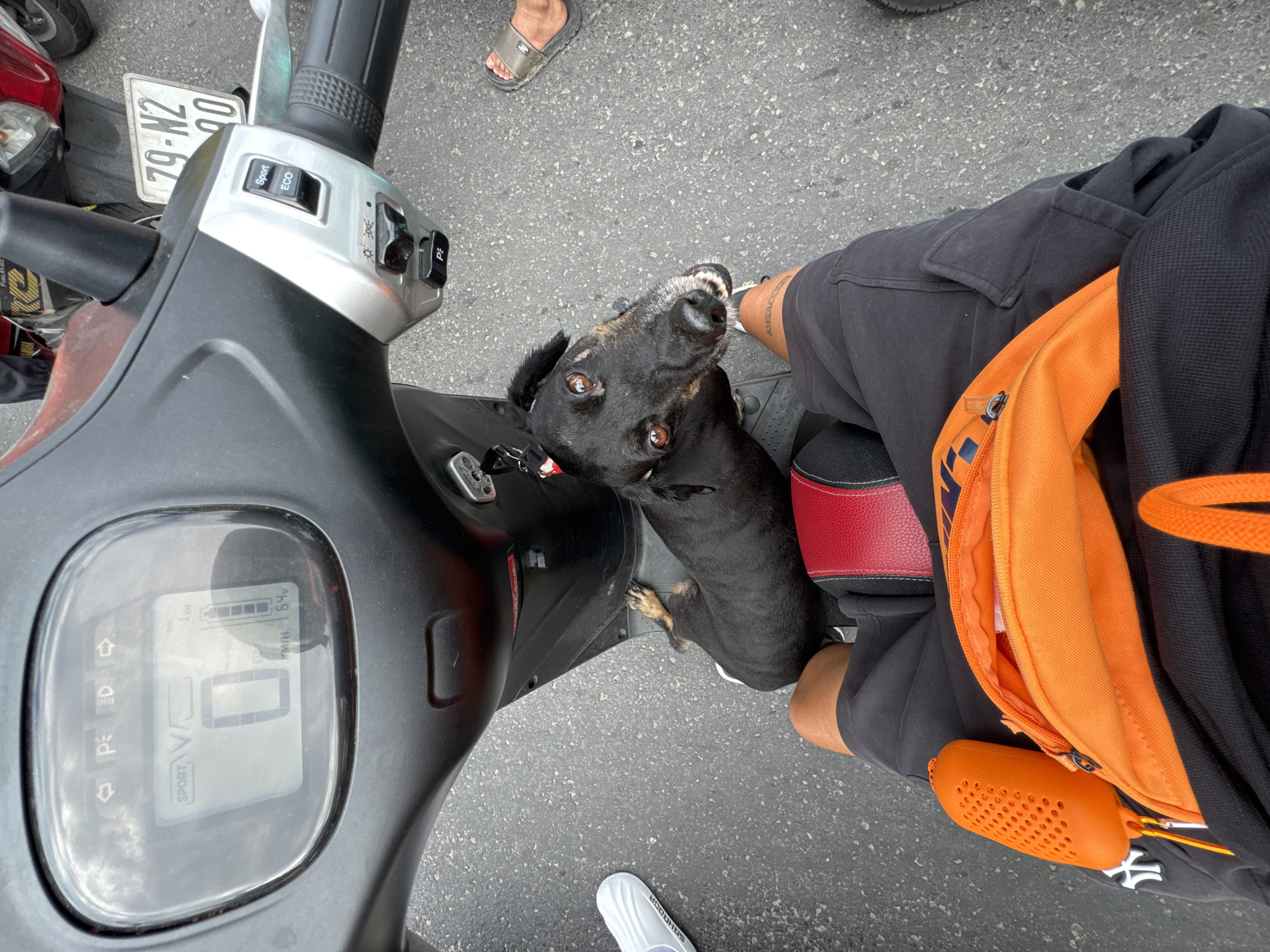 The image, taken from a first-person perspective while sitting on a scooter, shows a black dog with brown eyes looking up at the camera. The scooter's dashboard displays a speed of "0" and a battery indicator showing "64v". The scooter is parked on asphalt. To the left, a white sandal with the word "SAHODQA" is visible on the ground. To the right, a foot wearing a sandal is on the ground. The rider is wearing black shorts and a black shirt with an orange fanny pack. The background shows other motorcycles, including one with a license plate that reads "79-N2 90", indicating a registration from Nha Trang, Vietnam. The scooter has a "Sport" and "Eco" mode selection button.