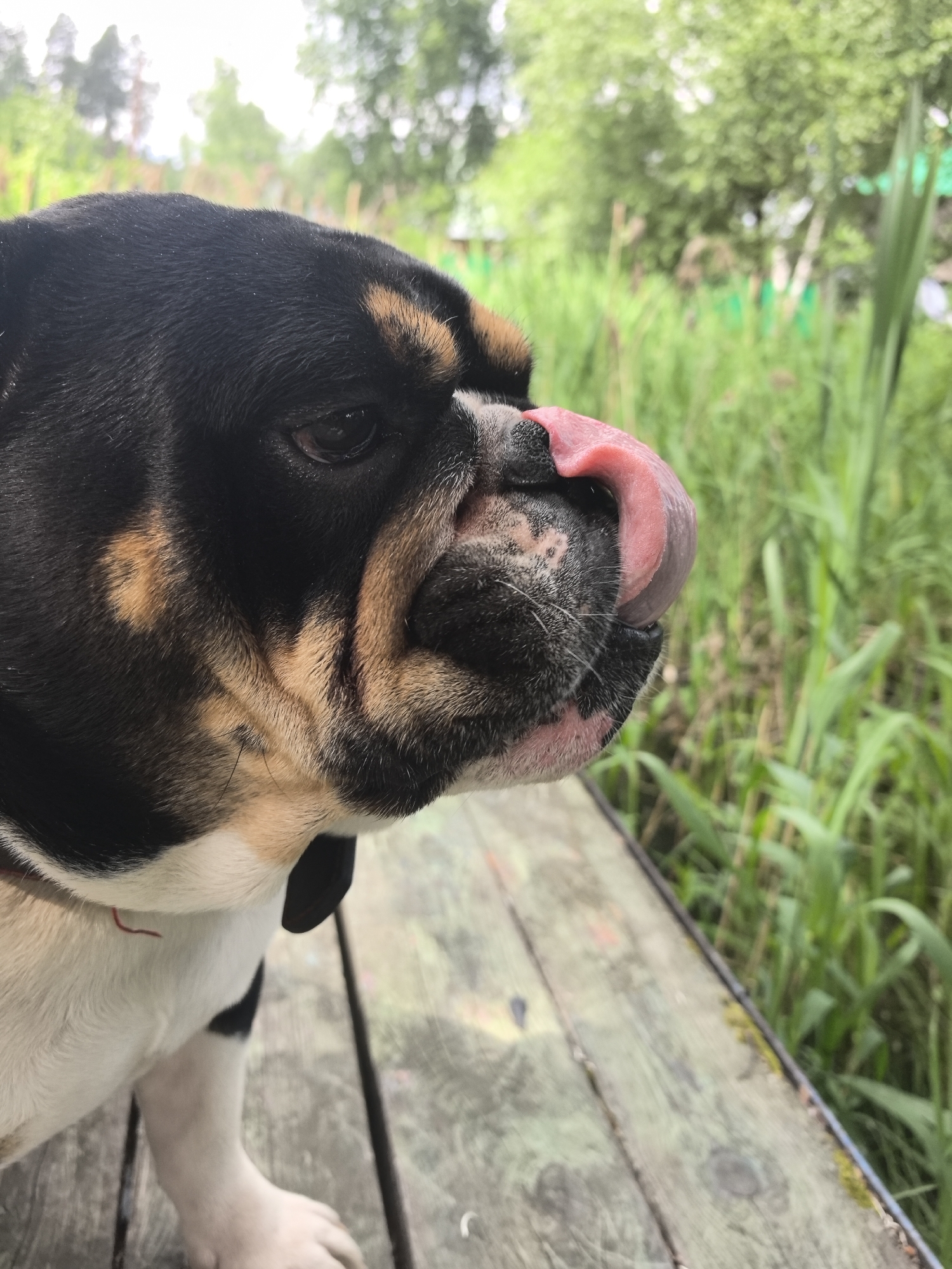 The image shows a close-up of a tri-color bulldog with its tongue sticking out, licking its nose. The dog is positioned on a wooden surface, possibly a dock or a deck, with a background of lush green foliage and reeds, suggesting an outdoor, natural environment. The lighting suggests it is daytime. The location is identified as Noviy, Russia, although the image itself does not contain any specific markers to confirm this. There are no people or other animals visible in the frame. The focus is entirely on the dog and its immediate surroundings.