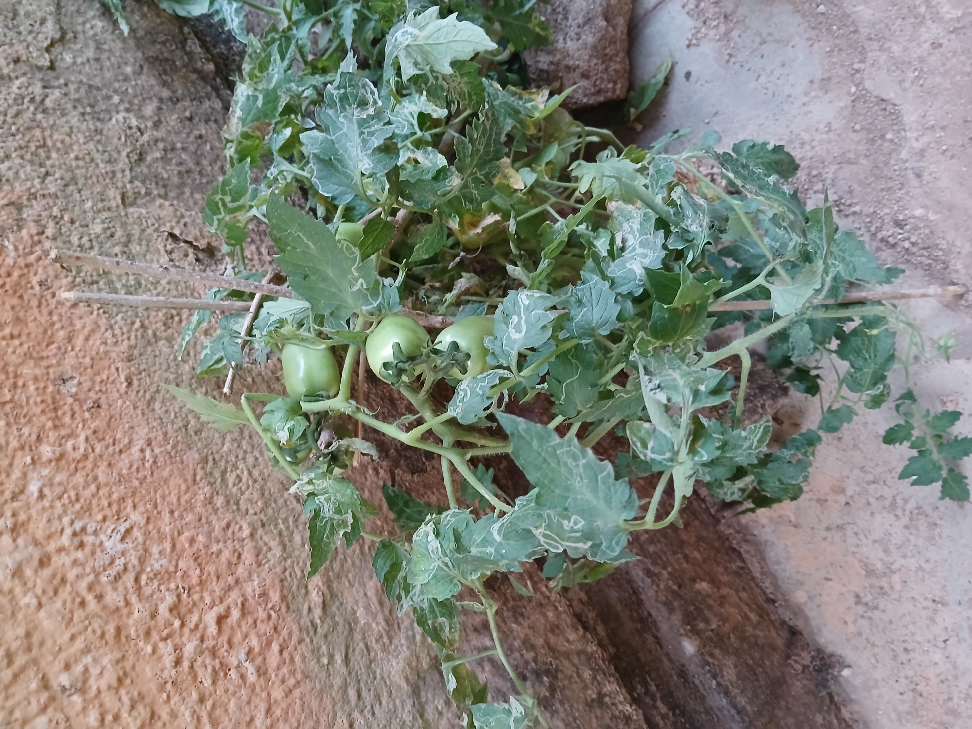 The image shows a tomato plant with several green tomatoes resting on a rough, textured surface of what appears to be a wall or ground. The leaves of the plant show signs of insect damage, exhibiting patterns of feeding trails. The plant is supported by thin, dry branches or sticks. The background consists of varying textures and colors, possibly indicating different materials used in the construction of the wall or ground. The location, Jos, Nigeria, is not visually confirmed, and thus this is not an evident detail.