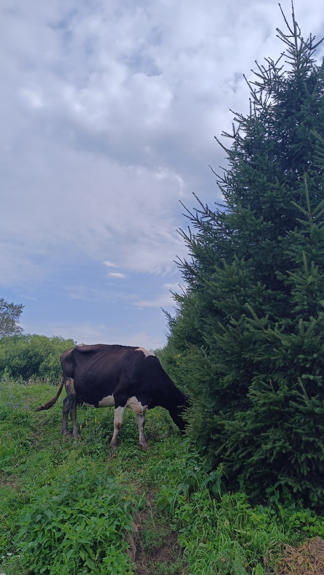 In the city of Karsha, Russia, a black and white cow grazes in a grassy field next to a large evergreen tree. The cow is positioned in the lower left quadrant of the image, facing towards the right and partially obscured by the tree. The ground is covered in lush green grass and some smaller plants. The sky above is partly cloudy with a mix of white and grey clouds. The overall scene suggests a rural or natural setting.