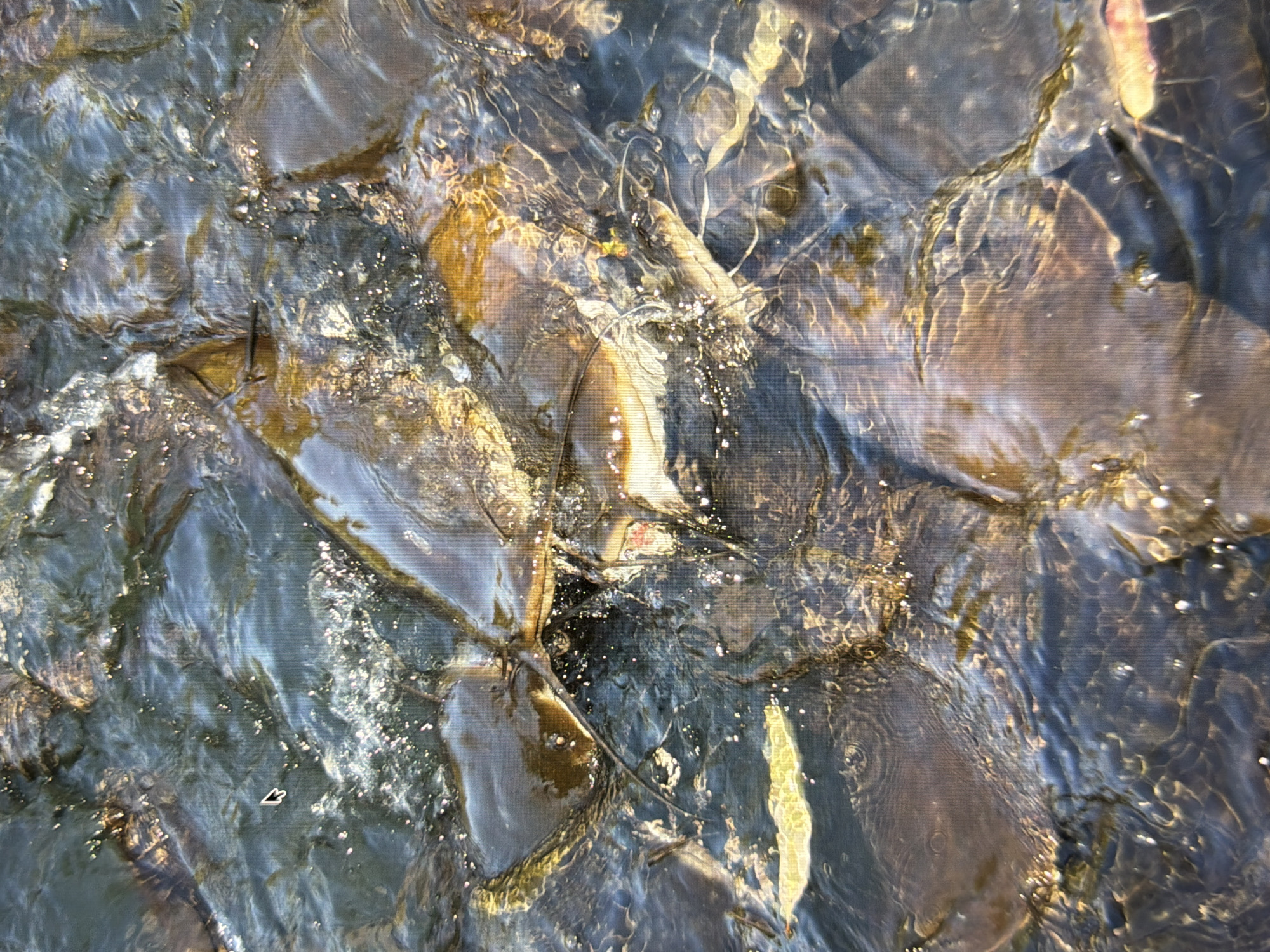 The image shows a close-up, overhead view of several catfish swimming in murky, dark water. The fish are brown and tan, with some appearing to be feeding or interacting with each other. There are reflections and ripples on the water's surface, with some sunlight glinting off it. The bottom is not clearly visible, but some indistinct shapes suggest rocks or the riverbed. There are no people or any identifiable landmarks to indicate a specific location within Kyiv, Ukraine. The scene appears to be a natural aquatic environment.
