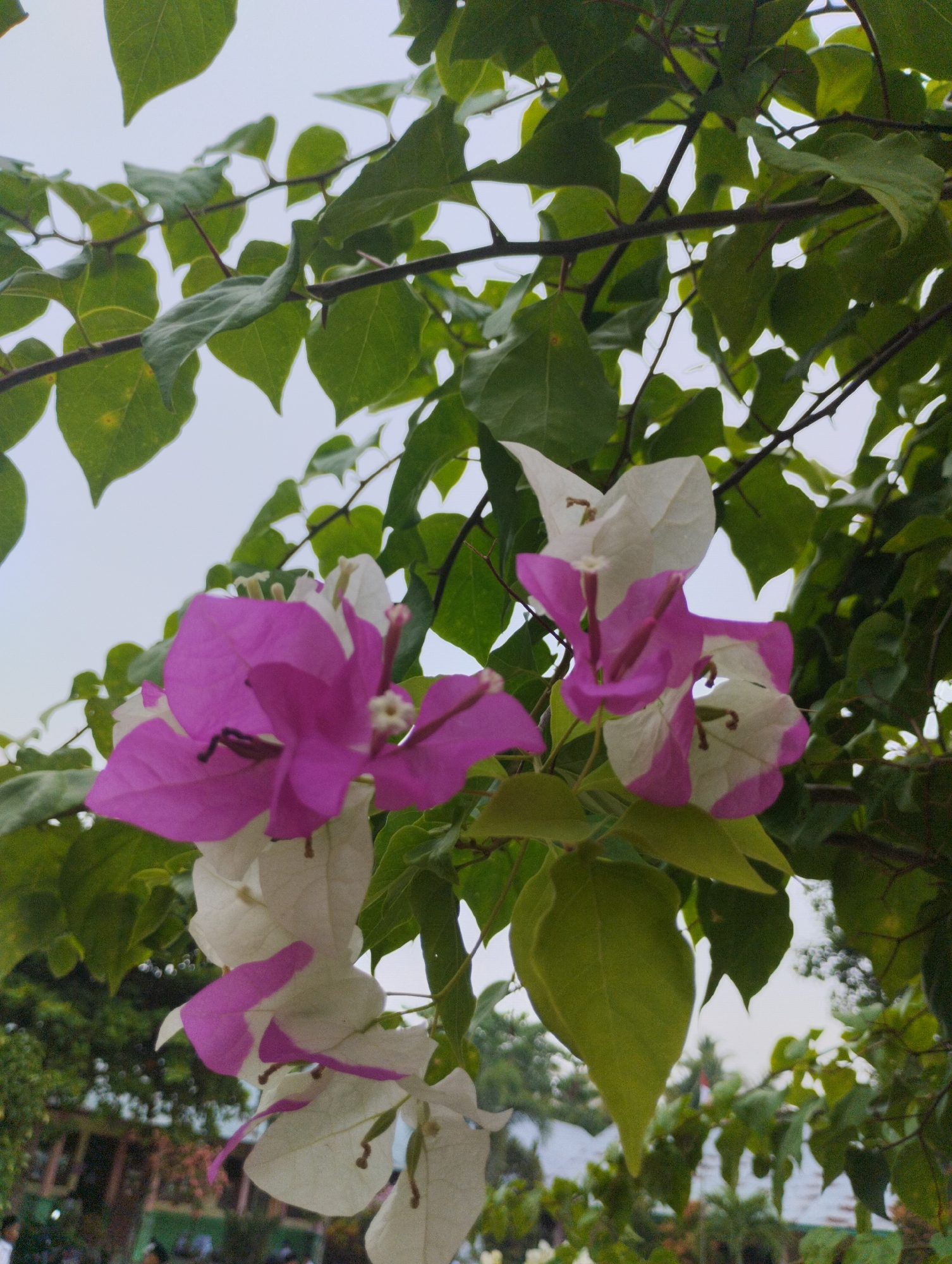 A close-up shot captures a cluster of bougainvillea flowers with both white and magenta bracts, intertwined with green leaves and branches against a hazy sky. The flowers are the primary focal point, with the magenta hues vividly contrasting with the white. In the background, a blurred scene depicts what appears to be a building and trees, suggesting an outdoor environment within a populated area. The image's context suggests it was taken in Keudejungkagajah, Indonesia, though no specific landmarks are identifiable. The photograph is taken from a low angle, looking upwards at the flowering branches.