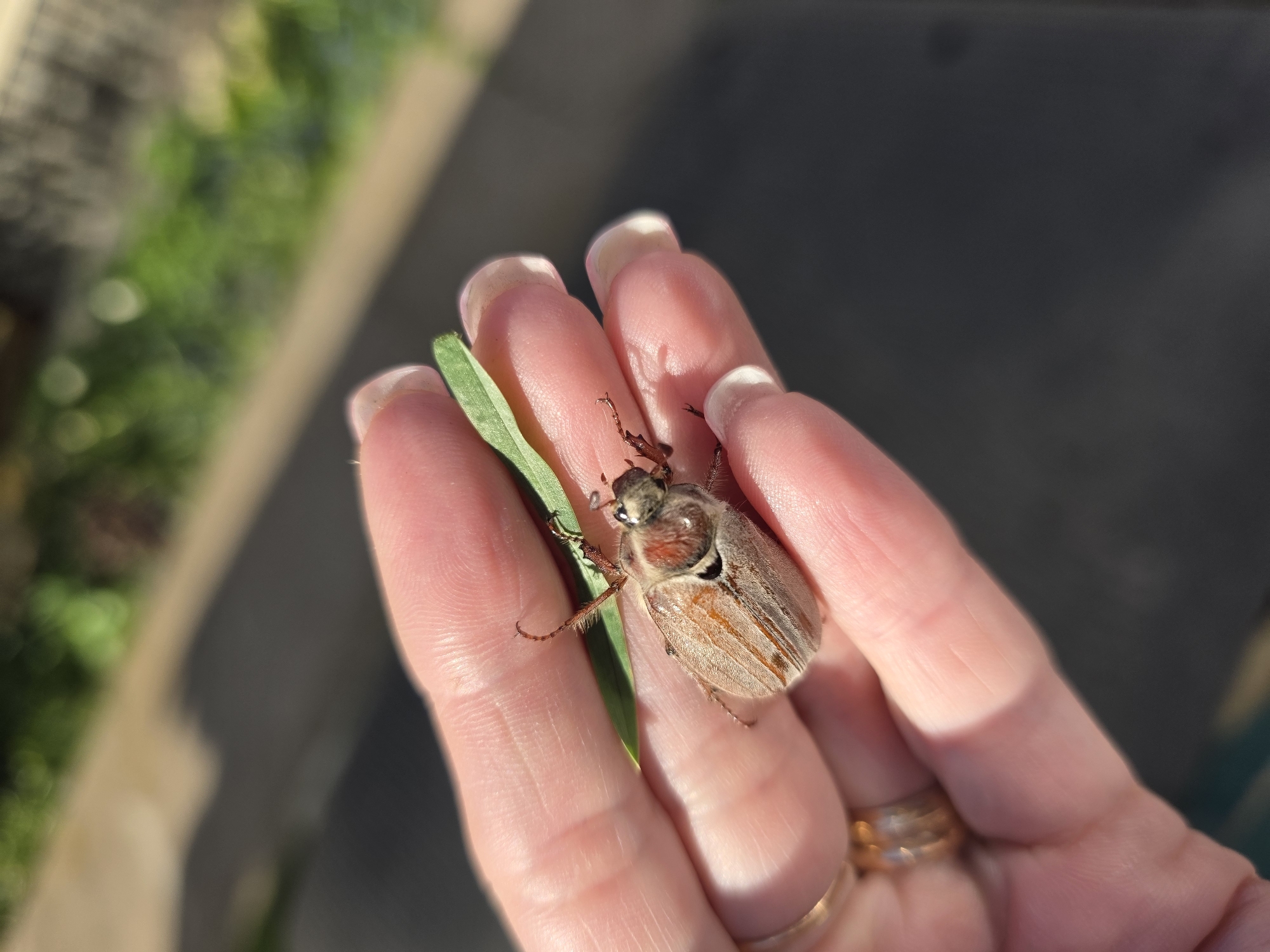 A hand holds a May bug (Melolontha melolontha) and a blade of grass. The hand has multiple rings and a French manicure. The background is blurry with greenery and a gray surface, consistent with an outdoor setting. There is no information in the photo to confirm the location in Chaikovsky, Russia.