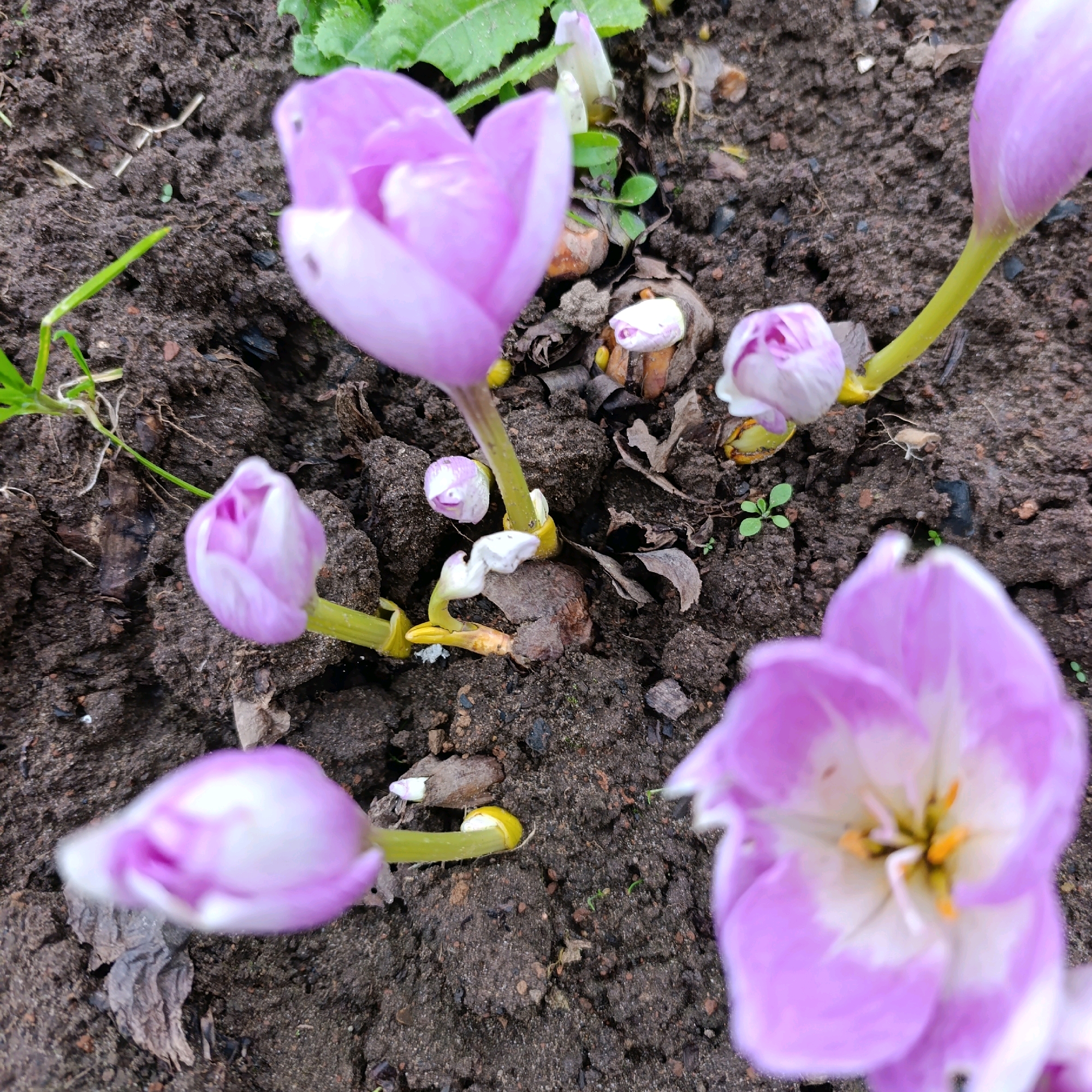 A close-up, top-down, slightly angled shot shows several pale purple and white flowers with yellow centers emerging from dark, disturbed soil. Some flowers are fully bloomed and show their pistils and stamens, while others are still in bud form. Small green sprouts are visible amongst the soil. The flowers have long, slender, light green stems. The scene appears to be outdoors, possibly in a garden, with some leaf litter and small stones present in the soil. The location is identified as Dubovaya, Russia. There are no people or animals visible in the image.
