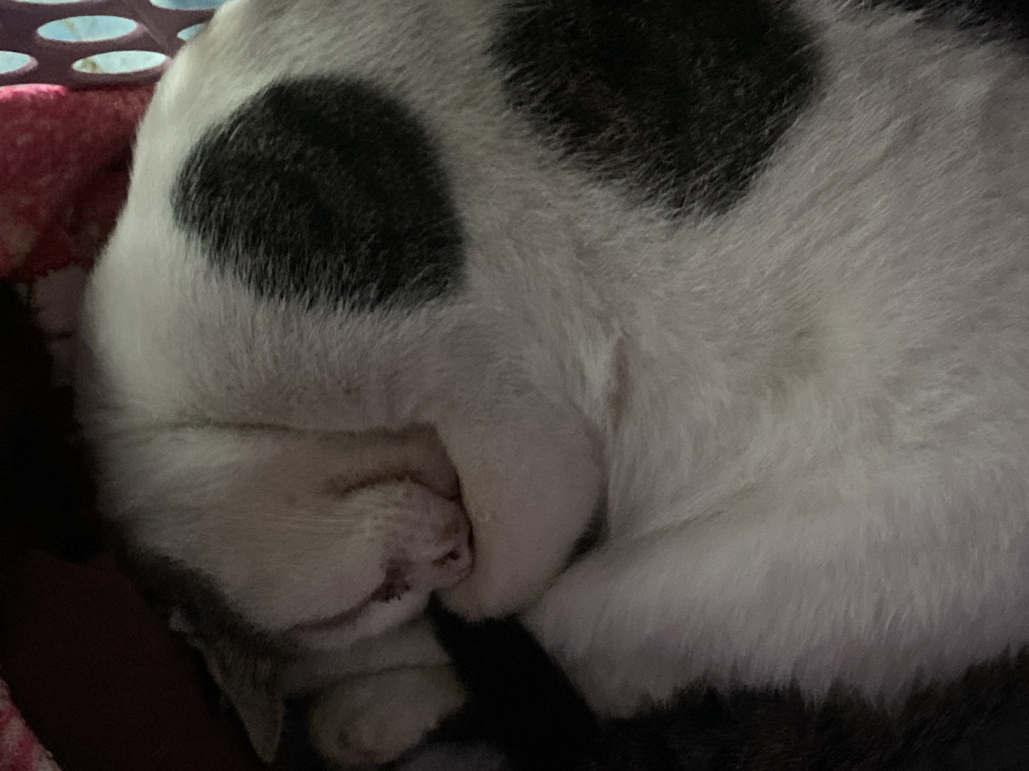 A close-up, overhead shot captures a black and white cat curled up asleep. The cat's fur is predominantly white with large, irregular black patches. Its paws are tucked under its head, and its face is partially obscured by its own body. The cat is resting on a textured, dark red surface, possibly a blanket or cushion. To the left, a portion of a light-colored object with circular perforations is visible, suggesting it might be a basket or container. The lighting is dim, creating shadows that highlight the contours of the cat's body. There is no identifiable scenery or landmarks in the image to indicate a specific location within Davao City, Philippines.