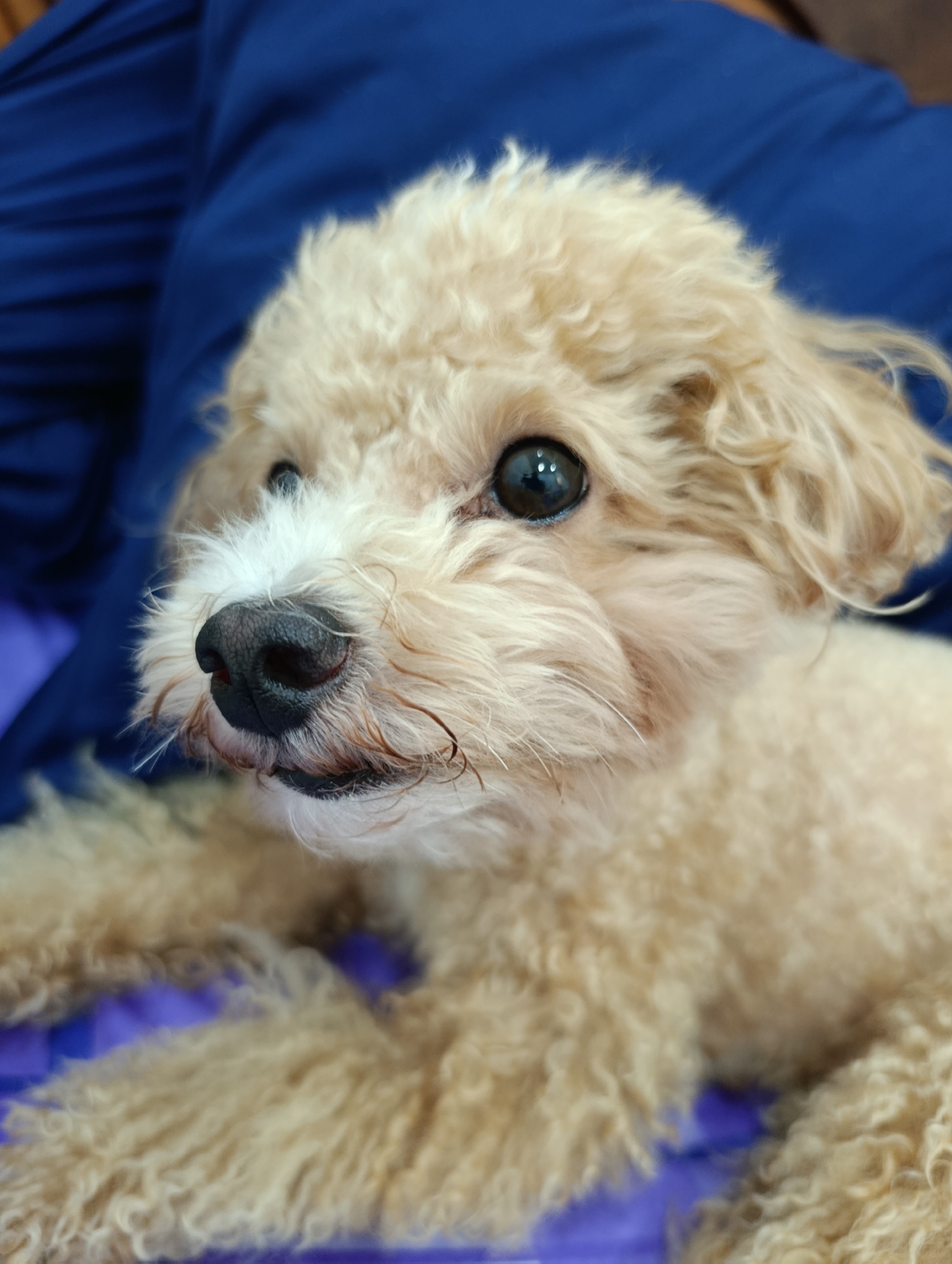 A close-up, head-on shot shows a light-colored poodle dog lying down. The dog's fur is curly and appears light brown or cream-colored. Its eyes are dark and round, with a noticeable reflection. The dog's nose is black and wet, with some visible whiskers. Its mouth is slightly open, revealing a bit of its tongue. The dog is lying on a surface that appears to be a blue cloth or blanket, with hints of purple underneath. The background is blurred, but suggests a soft, cushioned surface. The image appears to be taken indoors. There is no information available about the specific location within Nam Nha Trang Ward, Vietnam.