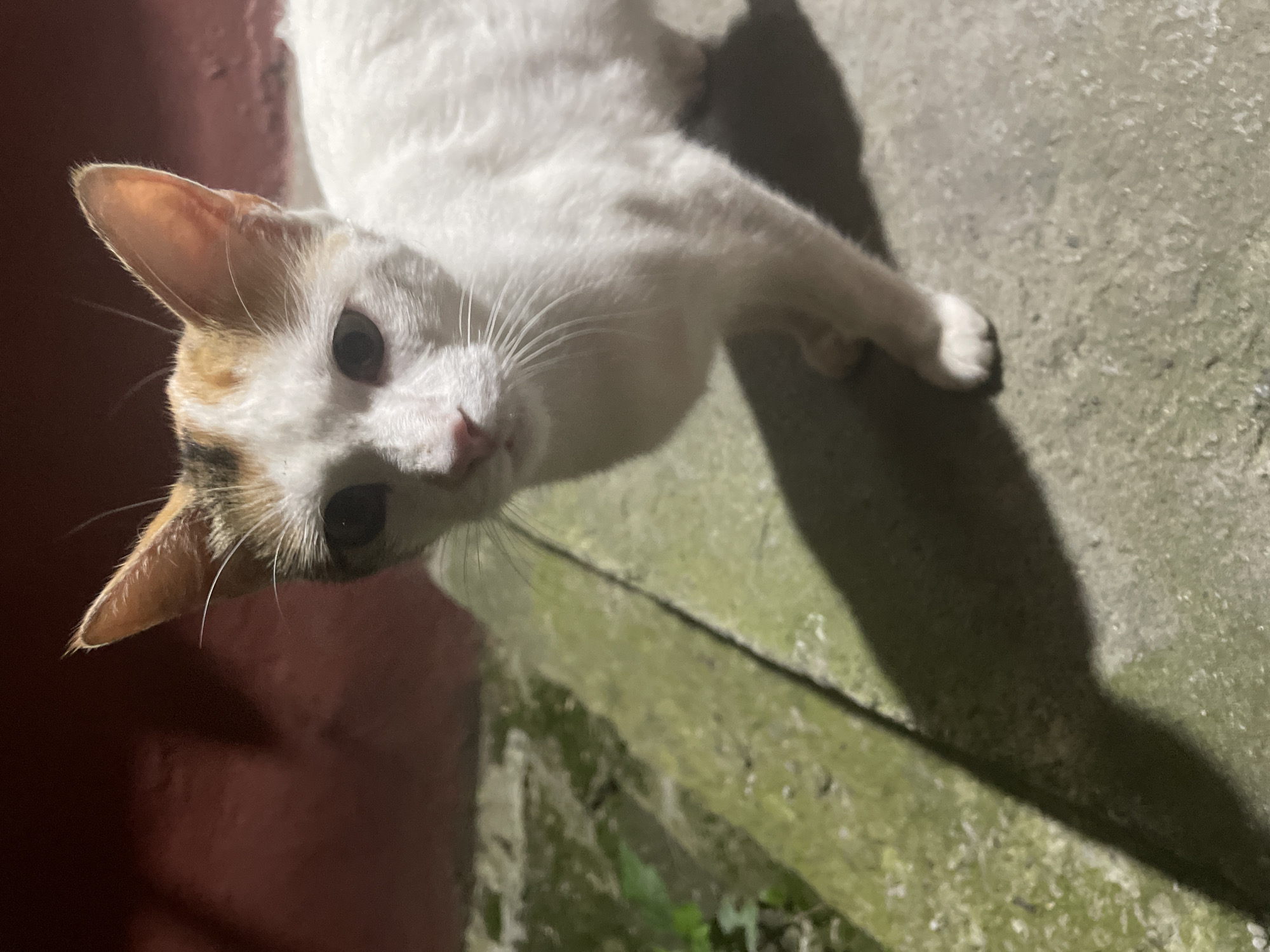 A calico cat, predominantly white with patches of orange and black on its head and ears, stands on a concrete surface. The cat is looking directly at the camera with dark eyes. Its body is mostly white, and its paws are visible on the ground, casting shadows. The background shows a reddish-brown wall and a textured, greenish concrete surface with some moss or algae growth. The lighting suggests it is nighttime or a dimly lit area, with a strong shadow cast by the cat. There is no identifiable location in Vladikavkaz, Russia, present in the image.
