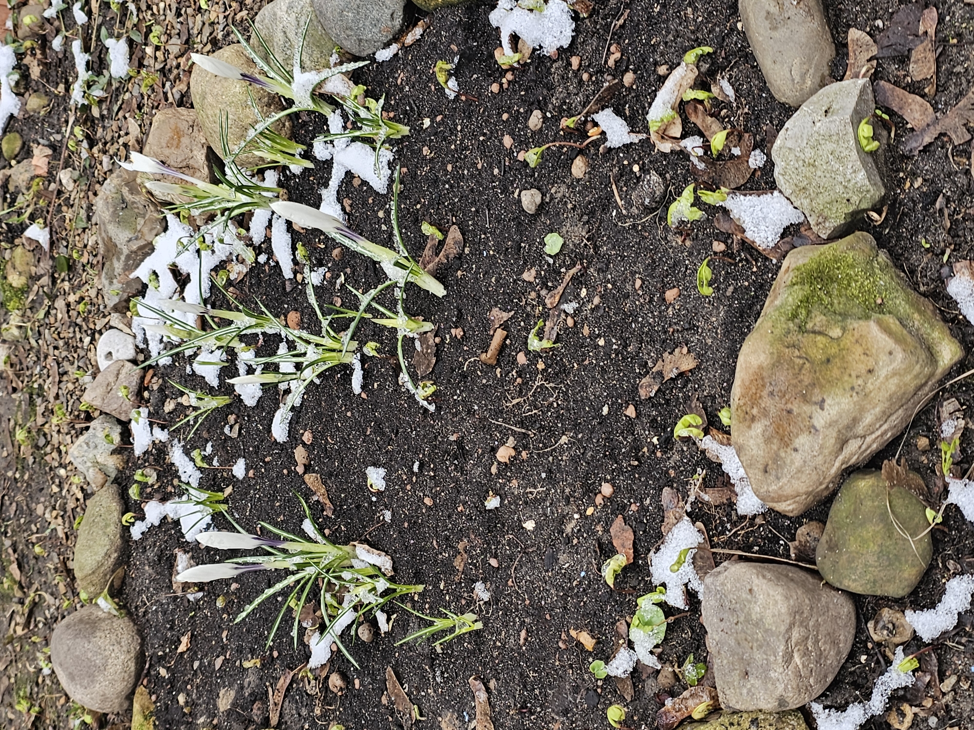 The image shows a patch of dark soil surrounded by rocks of various sizes and colors. Patches of snow are scattered throughout the scene. There are white crocus flowers with green leaves present, some partially covered in snow. Emerging green sprouts are also visible in the soil. The location is Moscow, Russia.