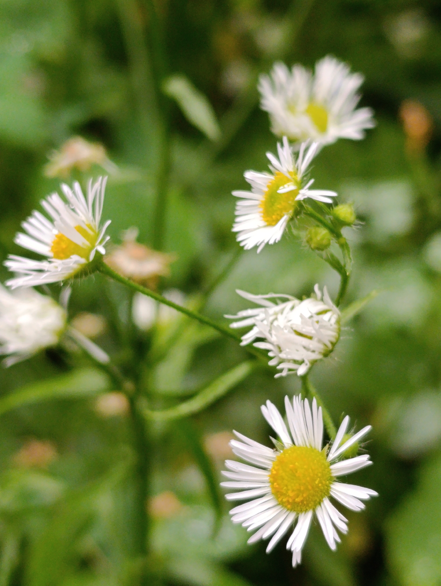 The image displays a close-up, shallow depth of field view of several white daisy-like flowers with yellow centers, set against a blurred green background. The flowers are at various stages of bloom, with some fully open and others partially closed or in bud. One flower in the foreground is particularly sharp, showing delicate white petals and a vibrant yellow disc. The overall impression is one of natural beauty in a garden or natural setting. The location is not specified in the image or context provided, therefore it cannot be determined.