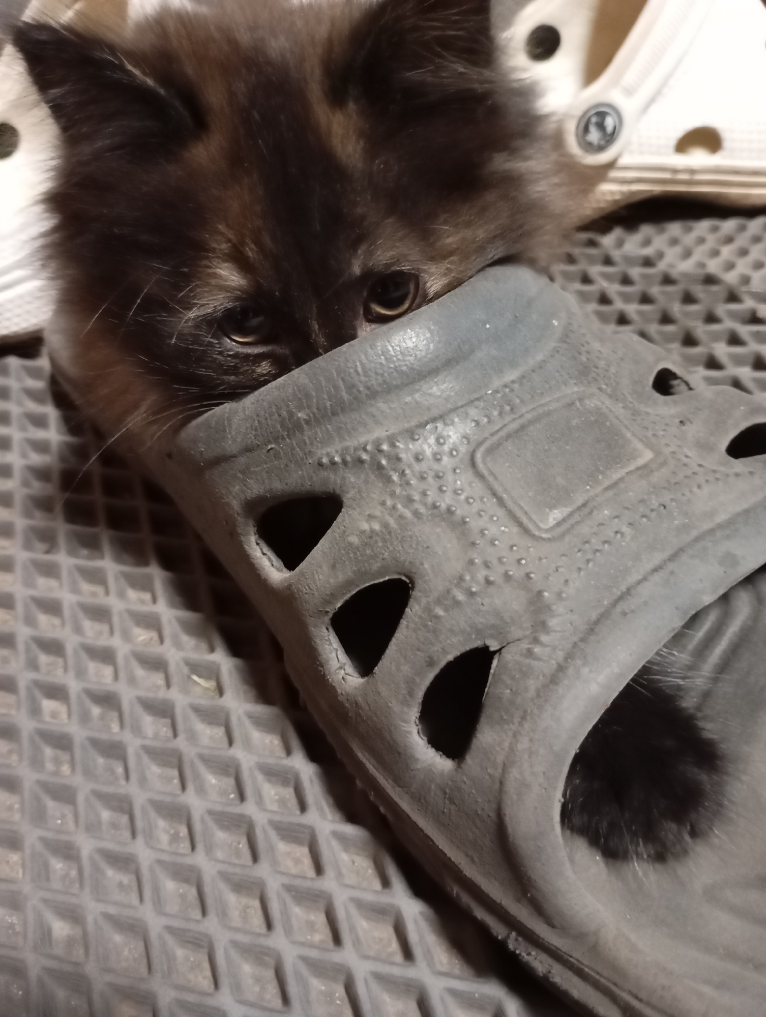 A kitten is peeking out of a gray rubber slipper. The kitten has black fur with tan highlights around the eyes. The slipper is resting on a gray textured surface. In the background, another white Croc-style shoe is visible.