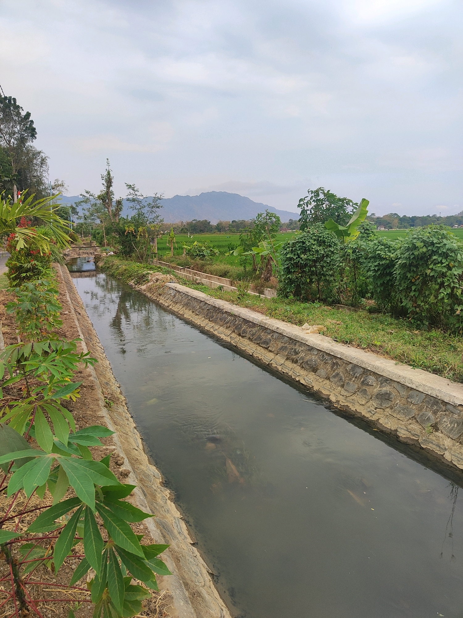 The image depicts a tranquil scene in Rejowinangun, Indonesia, focusing on a man-made canal running through a rural landscape. The canal, bordered by stone walls on both sides, carries dark, murky water reflecting the overcast sky. On the left bank, lush green plants, including cassava leaves and red-stemmed foliage, grow along the edge of the canal. A paved road runs parallel to the canal on the far left, with a small bridge crossing the water in the distance.
The right bank of the canal is lined with grass and scattered vegetation. Beyond the canal, expansive green rice paddies stretch towards rolling hills and mountains in the background. The sky is overcast with diffused clouds, casting a soft, even light over the scene. No people are visible in the image. The overall impression is one of natural beauty and agricultural productivity.