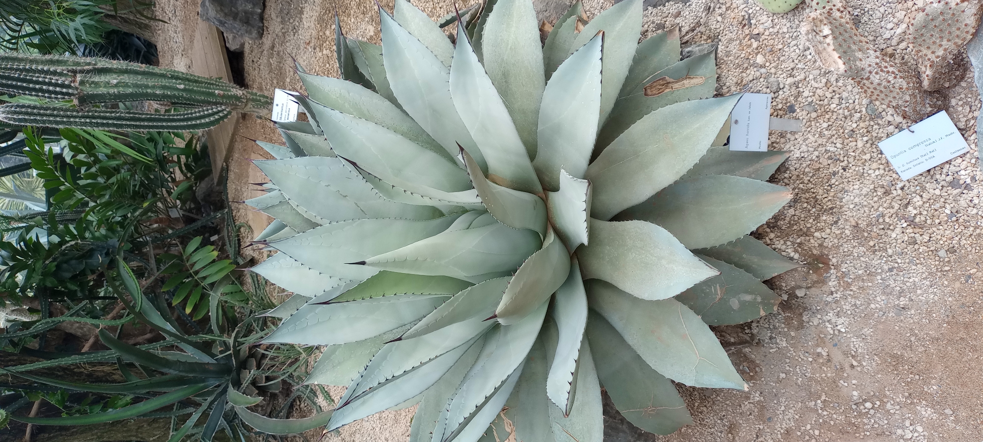 The image shows a large, pale green agave plant with thick, fleshy leaves ending in sharp, dark tips. The plant is centered in the frame, with its leaves fanned out in a rosette pattern. The ground around the plant is covered with small, light-colored pebbles and sand. In the background, various other plants are visible, including a tall, columnar cactus and other succulents. There are also wooden elements and rocks in the background, suggesting an outdoor or greenhouse environment. Two small white labels with text are placed near the agave plant. The scene appears to be set in a botanical garden.
