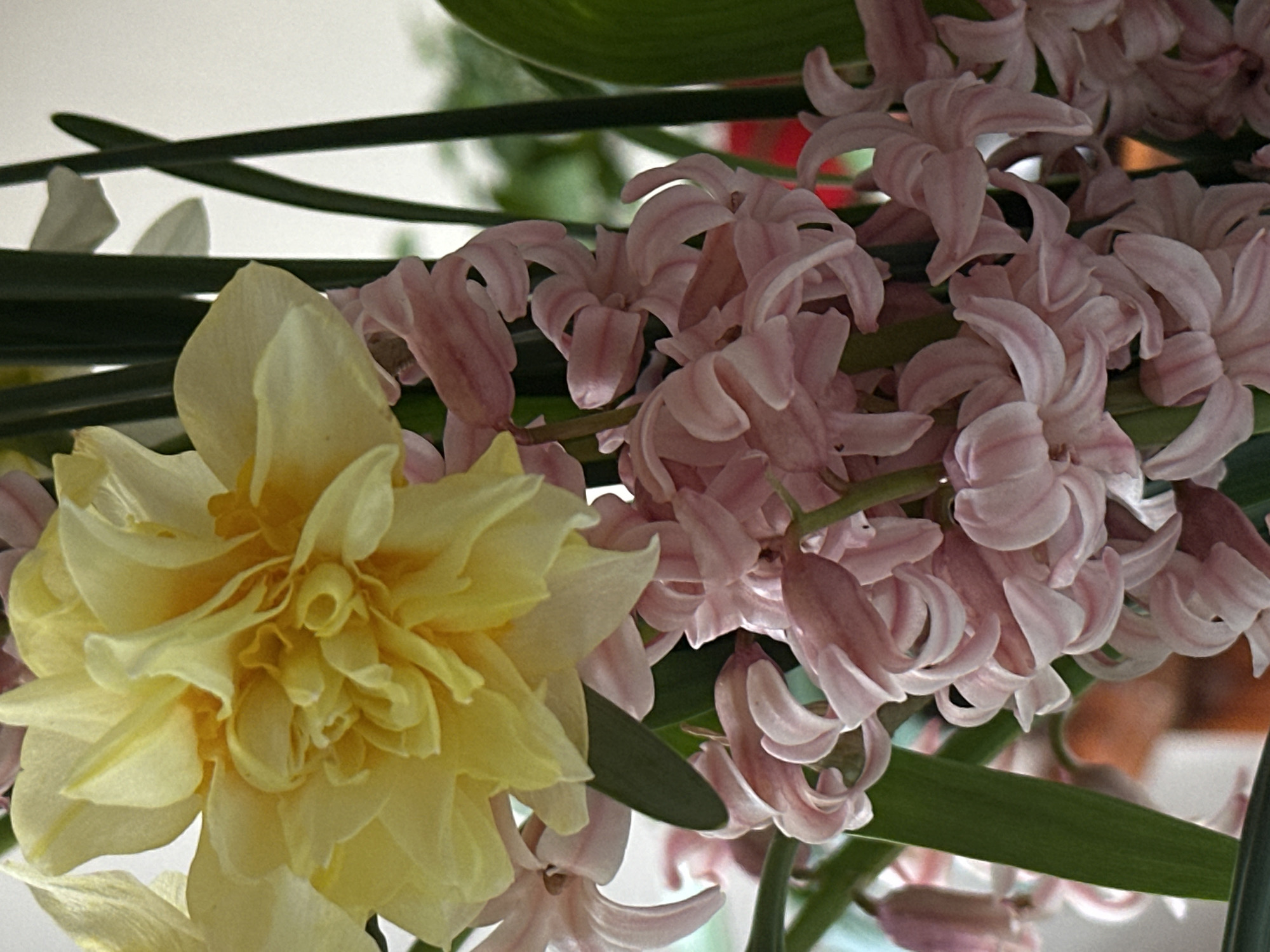 The image shows a close-up of a floral arrangement. A large, yellow double daffodil is positioned on the left side of the frame. To the right are clustered pink hyacinth flowers. Green leaves are interspersed among the flowers. The image was not taken in Stara Zagora, Bulgaria.