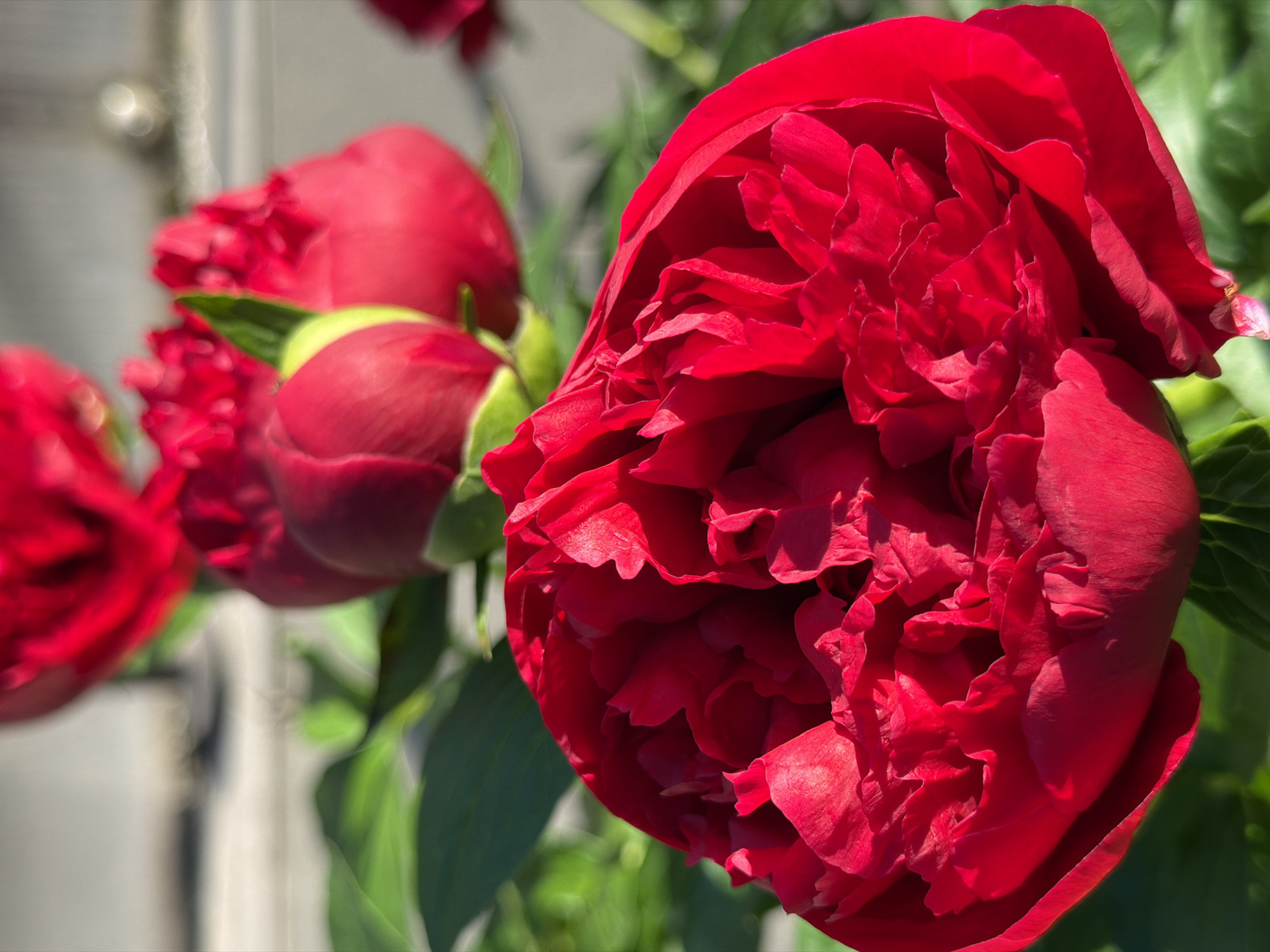 A close-up, low-angle shot focuses on a vibrant red peony flower in full bloom, its layered petals creating a complex texture. To the right and slightly behind this main subject, two peony buds are visible, one appearing more developed and green. In the background, out of focus, other red peony blooms and green foliage suggest a garden setting. The lighting is bright, casting shadows and highlighting the rich color of the petals. The composition emphasizes the detailed beauty of the flower.