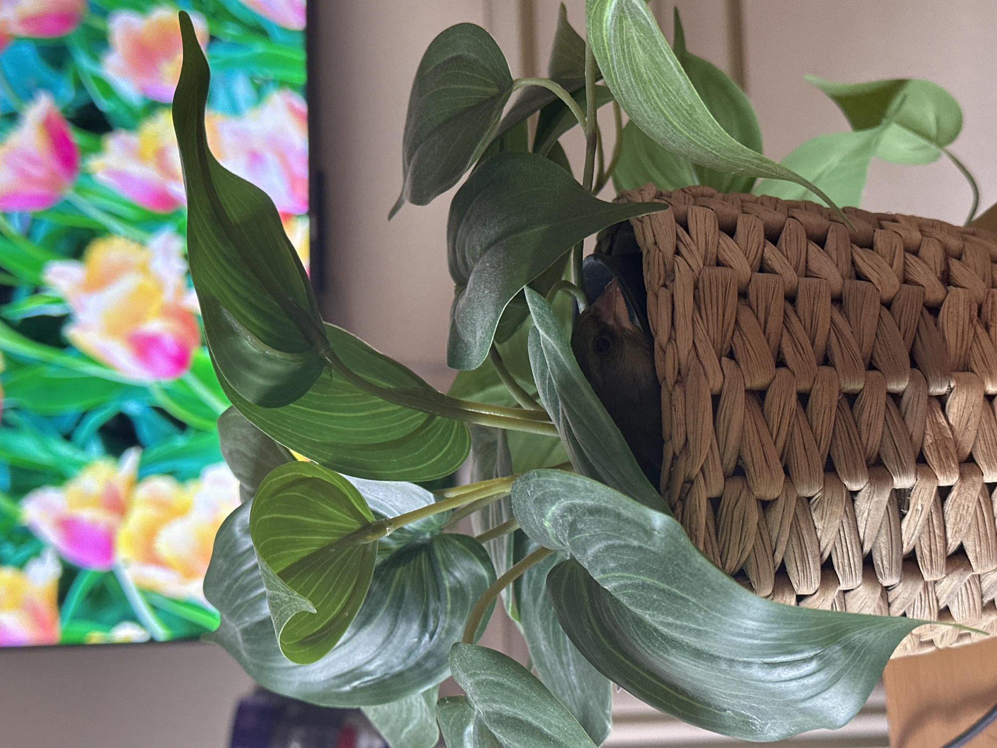 A small bird is nestled within the leaves of a potted plant. The plant has large, dark green leaves and is in a woven basket. In the background, a television screen displays a colorful image of tulips. The scene appears to be indoors, possibly in a home or office. No specific location in Gijón/Xixón, Spain can be determined from the image.