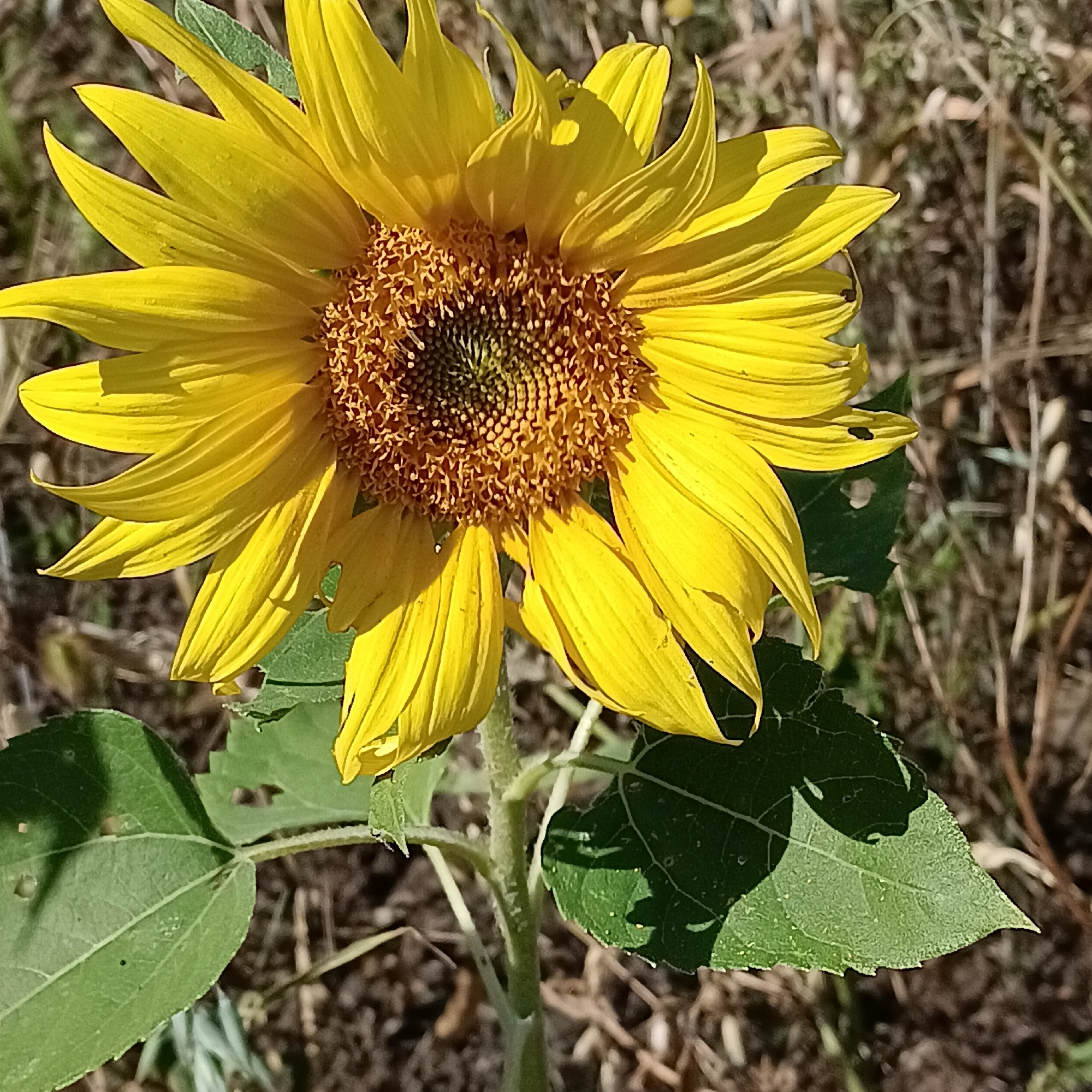 A close-up shot of a sunflower is captured outdoors in a field. The sunflower, with its bright yellow petals and dark center, is the main subject. The background consists of dry grass and foliage, suggesting a natural, rural environment. No people are present in the image. The image does not provide any information about the city of Tornovoe, Russia.