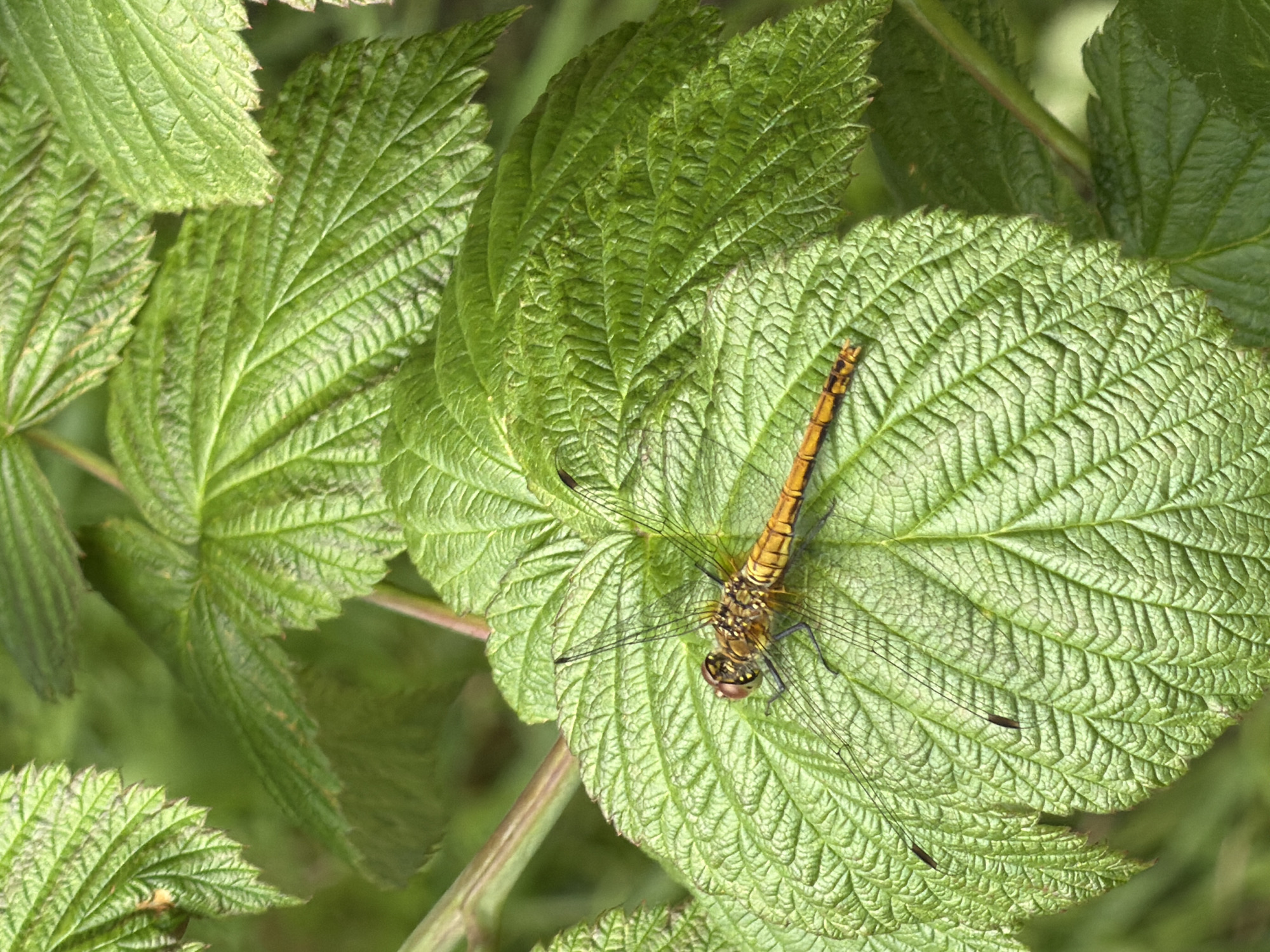 In the city of Pokrov, Russia, a close-up, high-angle shot captures a dragonfly resting on a vibrant green, textured leaf. The dragonfly, predominantly orange and yellow with black markings, is positioned horizontally across the center of the leaf. Its delicate, transparent wings, showing prominent veins, are spread out, with the rear wings slightly larger than the front. The dragonfly's head is visible on the left, featuring large, compound eyes. The leaf itself is broad with deeply impressed veins creating a crinkled surface, and its edges are serrated. In the background, other green leaves are blurred, indicating a natural, outdoor environment. A thin, reddish-brown stem is also visible, passing behind the leaf.