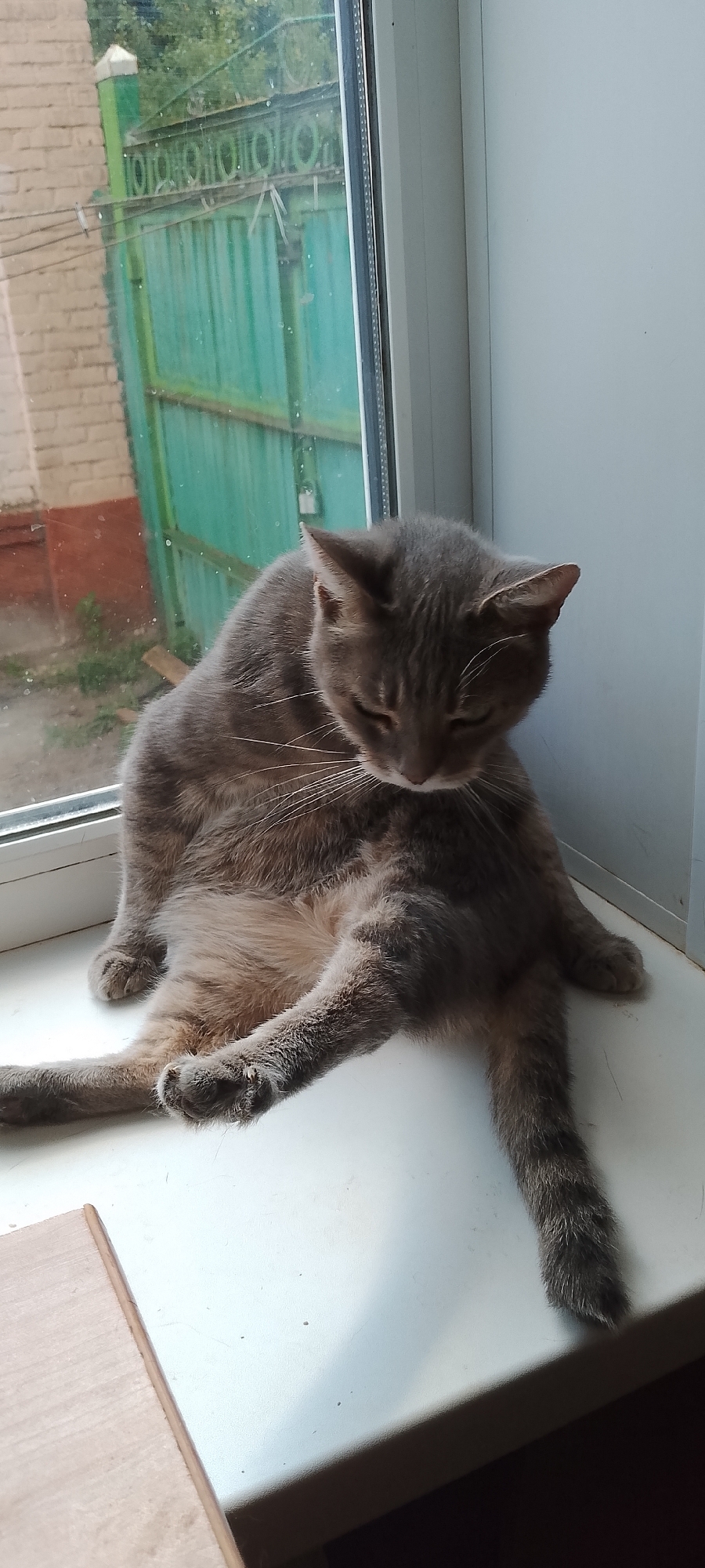 A grey tabby cat is sitting on a windowsill, looking down. The cat is facing towards the right of the frame, with its head bowed. Its paws are visible, and its tail is resting on the windowsill. Outside the window, a green fence and a brick wall are visible. The scene appears to be indoors, with the windowsill being part of a window frame. The lighting suggests it is daytime.