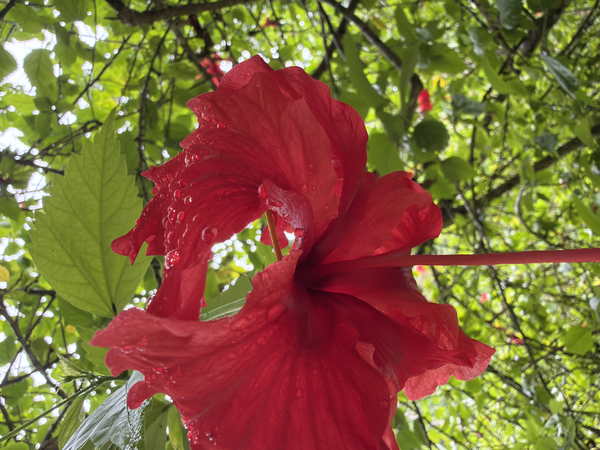 A close-up, low-angle shot captures a vibrant red hibiscus flower, its petals glistening with numerous water droplets. The flower is in focus, filling the left and central portions of the frame, with its delicate, ruffled edges and deep crimson hue prominently displayed. The pistil, also red, extends downward from the center of the flower. Behind the hibiscus, a dense canopy of green leaves and branches forms a lush, blurred background. Sunlight filters through the foliage, creating bright highlights and a bokeh effect with scattered white circles of light. The image was taken in Thapene, Laos, where the natural environment is characterized by abundant greenery and tropical flora.
