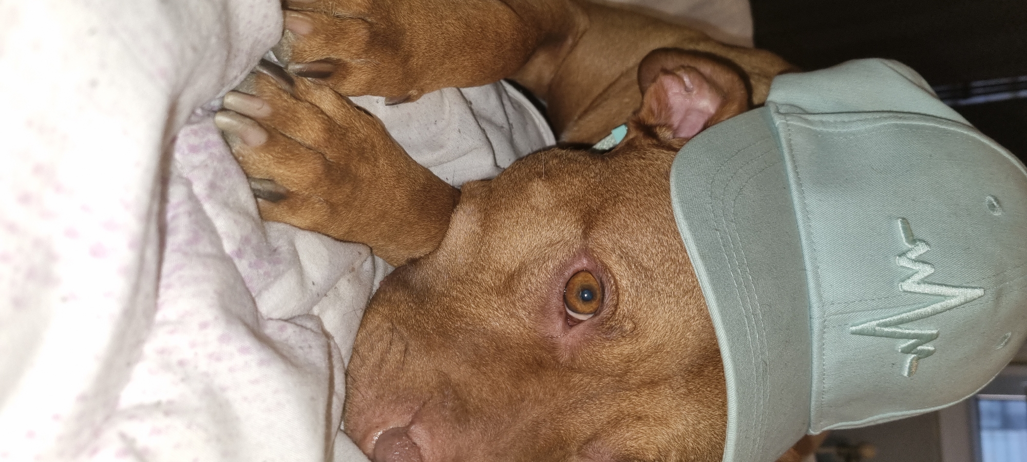 This close-up, rotated image, taken in Sofia, Bulgaria, features a reddish-brown dog, likely a pit bull or similar breed, resting on soft, light-colored bedding with faint purple speckles. The dog is positioned with its head towards the right side of the frame, and its body and paws are partially visible on the left.
A light blue baseball cap is perched on the dog's head. The cap features a prominent white embroidered logo resembling a stylized "M" or an ECG heart rate waveform on its front panel. One of the dog's eyes is open and clearly visible, showcasing a warm amber-brown iris with a dark pupil, conveying a relaxed or sleepy expression. A small, light blue element, possibly a tag or part of a collar, is visible behind its ear. The dog's fur is short and smooth. Its paws, with visible claws, are nestled into the bedding, indicating comfort. The scene suggests a tranquil moment of repose for the dog in an indoor, domestic setting.
