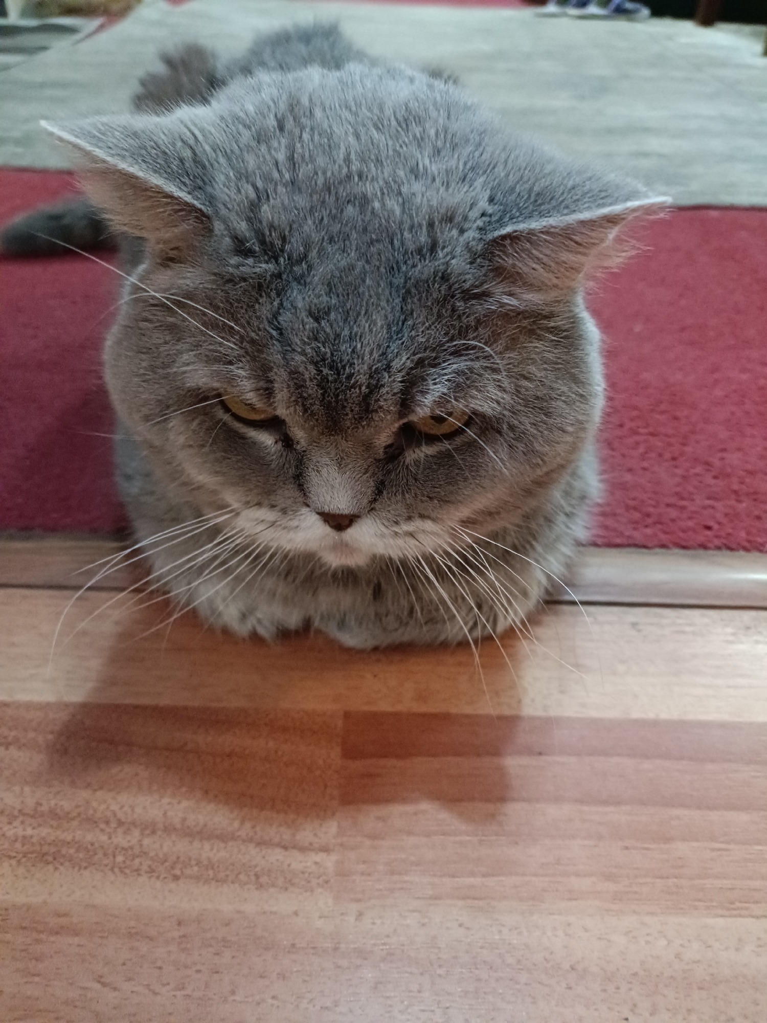 A close-up, medium-shot vertical image shows a fluffy, gray British Shorthair cat with yellow eyes lying on a wooden floor, its body partially on a red carpet. The cat is facing downwards, with its head angled towards the viewer. Its ears are pointed and its whiskers are long and prominent. The background is blurred, with a hint of a rug pattern. The lighting is natural, casting a shadow of the cat on the floor. This image was taken indoors in Bataysk, Russia.