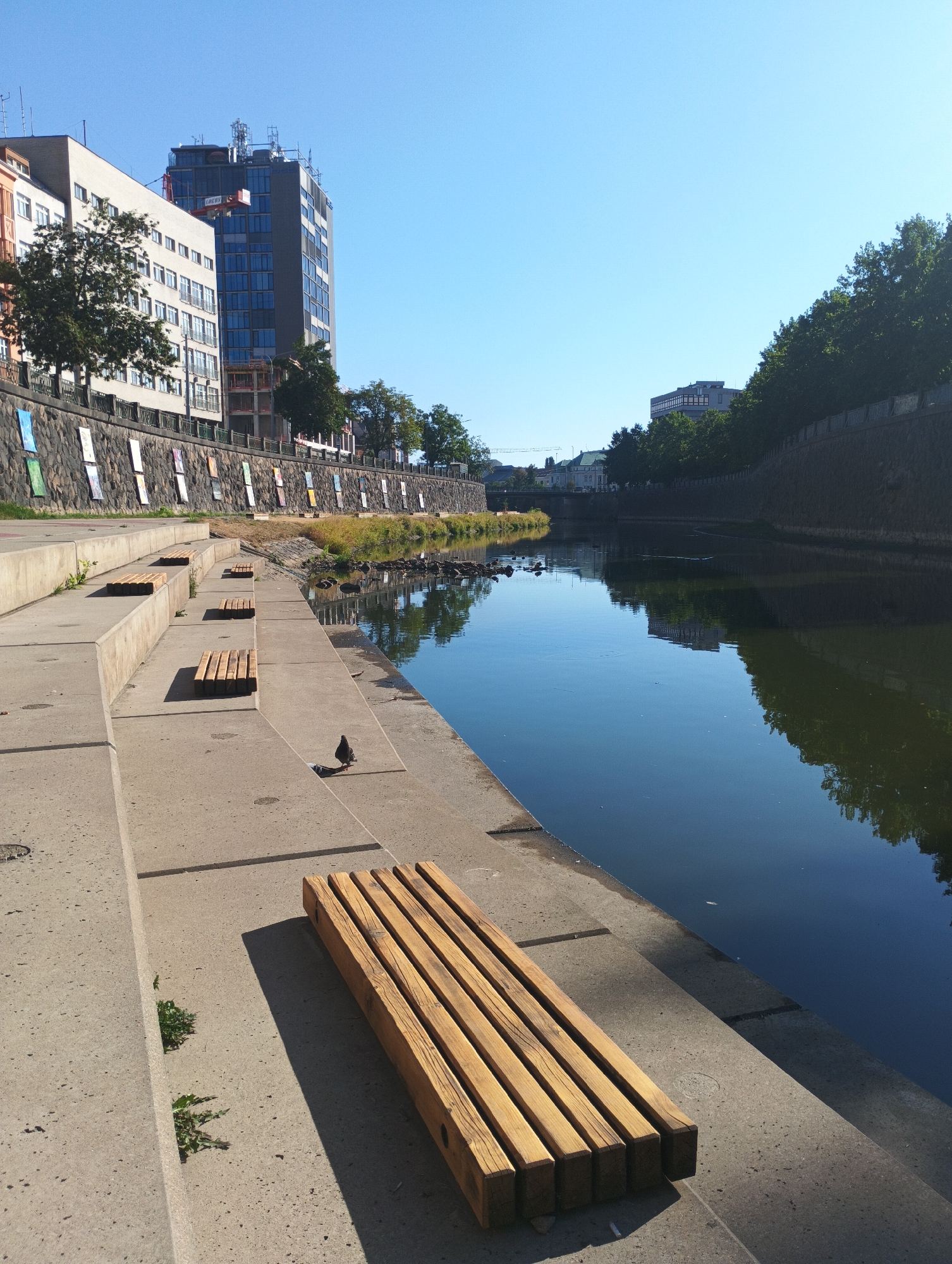 The image depicts a sunny day scene along the Radbuza River in Pilsen, Czechia, specifically the area near the Rychtářka district. The foreground features a tiered concrete embankment with several wooden benches. One prominent bench is positioned in the lower right of the frame, facing away from the viewer. To the left of this bench, a lone pigeon stands on a concrete step. Several other benches are visible further up the embankment. The river itself occupies the right side of the image, its calm surface reflecting the blue sky and the opposite bank, which is lined with trees and a stone wall. On the left side of the river, a row of buildings lines the embankment, with a modern high-rise building dominating the background. The wall along the riverbank on the left is decorated with a series of colorful posters or artworks. The overall atmosphere is tranquil and urban, with elements of nature present in the trees and the river.