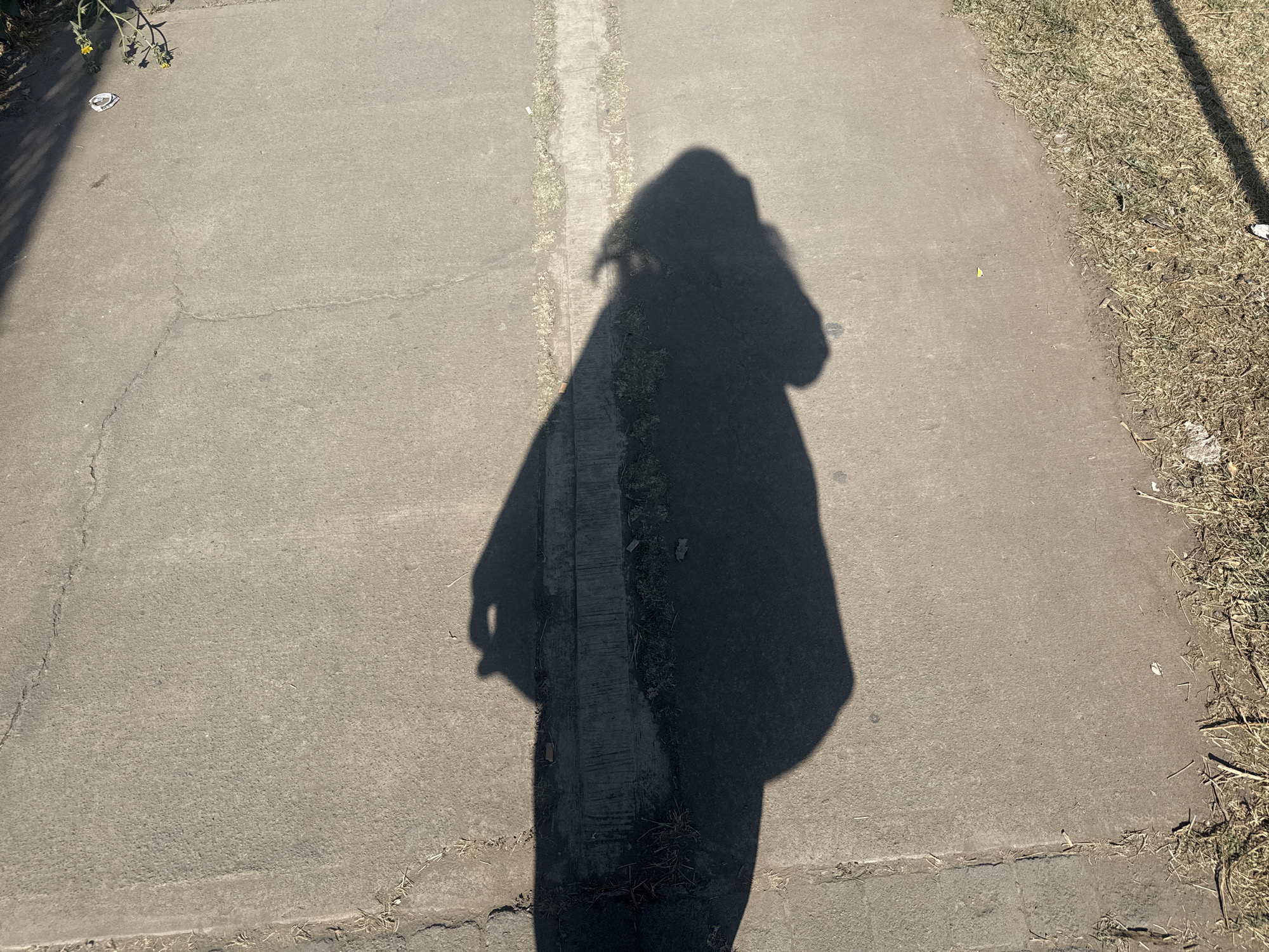 An overhead view captures the prominent shadow of a person standing on a concrete pathway under direct sunlight. The shadow, cast from the foreground towards the mid-ground, depicts an individual with a rounded upper body and an extended right arm, consistent with holding a mobile device to capture the image. The concrete pathway, light grey in color, exhibits multiple fine cracks and features a longitudinal expansion joint or seam running centrally from the bottom to the middle of the frame. To the immediate left of the path, a small green plant with two visible yellow flowers emerges from a darker, possibly shaded area. A crumpled piece of white paper lies on the concrete near this plant. To the right of the concrete path, an area of dry, yellowish-brown grass and scattered debris is visible. Another dark, narrow shadow, potentially from a pole or vertical structure, falls along the far right edge of the frame. The scene is illuminated by strong sunlight, indicative of an outdoor urban or suburban environment in Mexico City, Mexico.