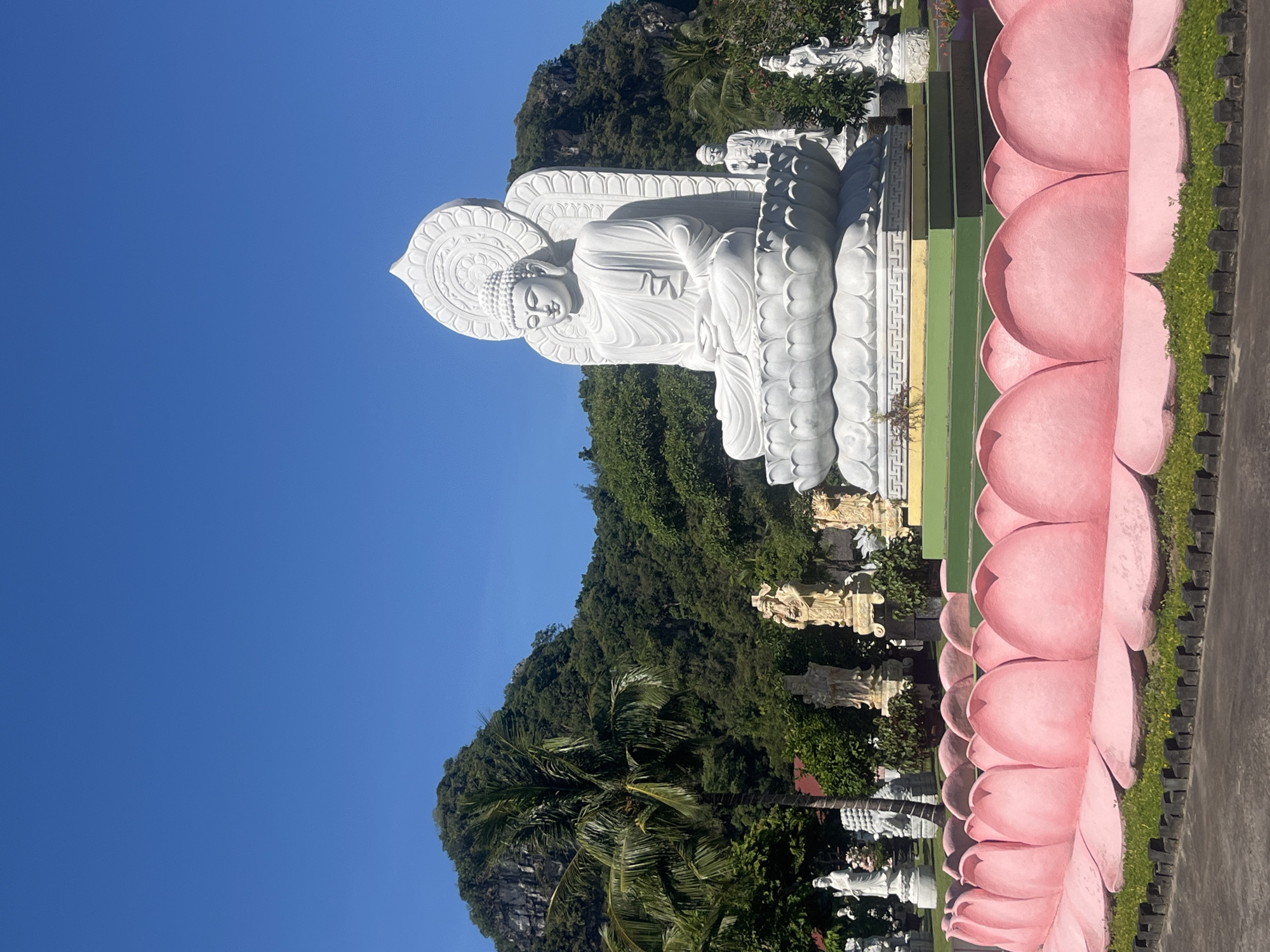 This image captures a serene outdoor scene at a Buddhist temple, likely located in Đà Nẵng, Vietnam, given the provided context. The focal point is a large, majestic white marble or stone statue of the Buddha, depicted in a seated, meditative pose with hands resting in its lap. The statue features an elaborate, ornate halo or backrest behind its head, adorned with intricate patterns, and the Buddha exhibits a calm, peaceful expression with finely detailed facial features and hair.
Behind the main Buddha statue, a majestic green mountain covered in dense foliage and trees rises under a clear, vibrant blue sky, suggesting excellent weather conditions. Scattered throughout the temple grounds, several smaller white statues of Buddhas and other figures are visible, creating a sense of a sacred pilgrimage site.
On the right side of the image, a striking border is formed by a row of large, three-dimensional pastel pink lotus flower sculptures. These sculptures, appearing to be made of concrete or similar material, line what appears to be a paved path or walkway, with green grass growing at their base. The bright sunlight indicates it is daytime, possibly morning or early afternoon, casting soft shadows that highlight the textures of the statues and sculptures. The overall scene conveys a profound sense of tranquility, reverence, and natural beauty. No visible text is present in the image.