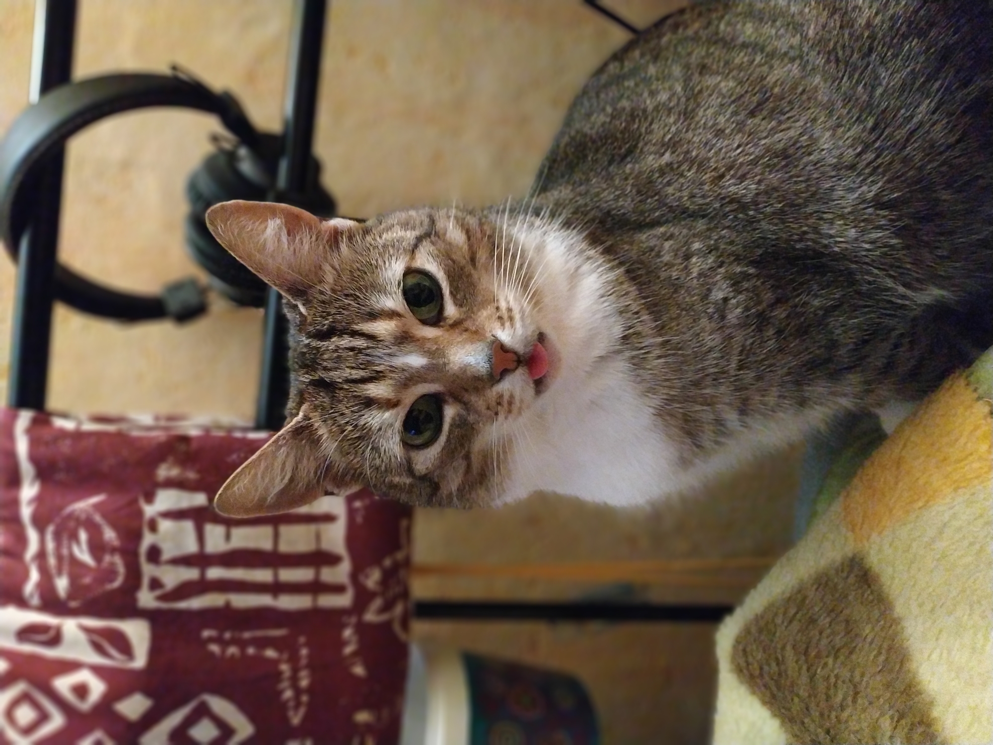 A medium shot shows a brown tabby cat with green eyes and a white chest looking directly at the camera with its tongue slightly sticking out. The cat is positioned above a red and white patterned cushion on the left and a yellow and brown plaid blanket on the right. Behind the cat and cushion is a black metal frame with a pair of black headphones hanging on it. The background is a blurry beige or light brown wall. There's no indication of Dortmund, Germany.