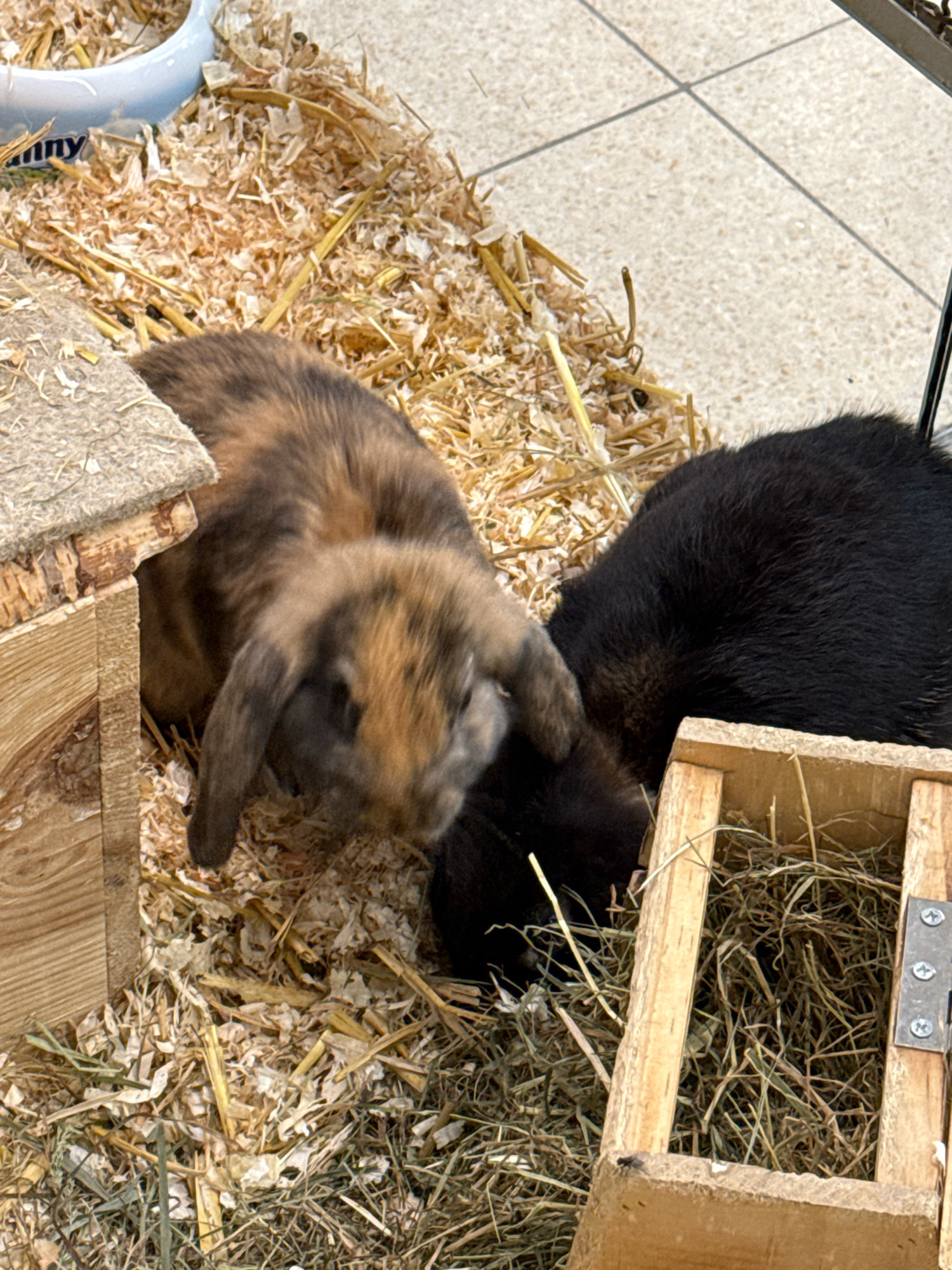 This image depicts two rabbits in an enclosure filled with wood shavings and hay. One rabbit, with brown and black mottled fur and lop ears, is partially emerging from a small wooden house. The second rabbit, with black fur, is positioned behind the first, facing a wooden hay feeder. The enclosure appears to be indoors, possibly in a pet store or residential setting, with a tiled floor visible in the background. The scene is likely in Osterode am Harz, Germany, given the prompt.